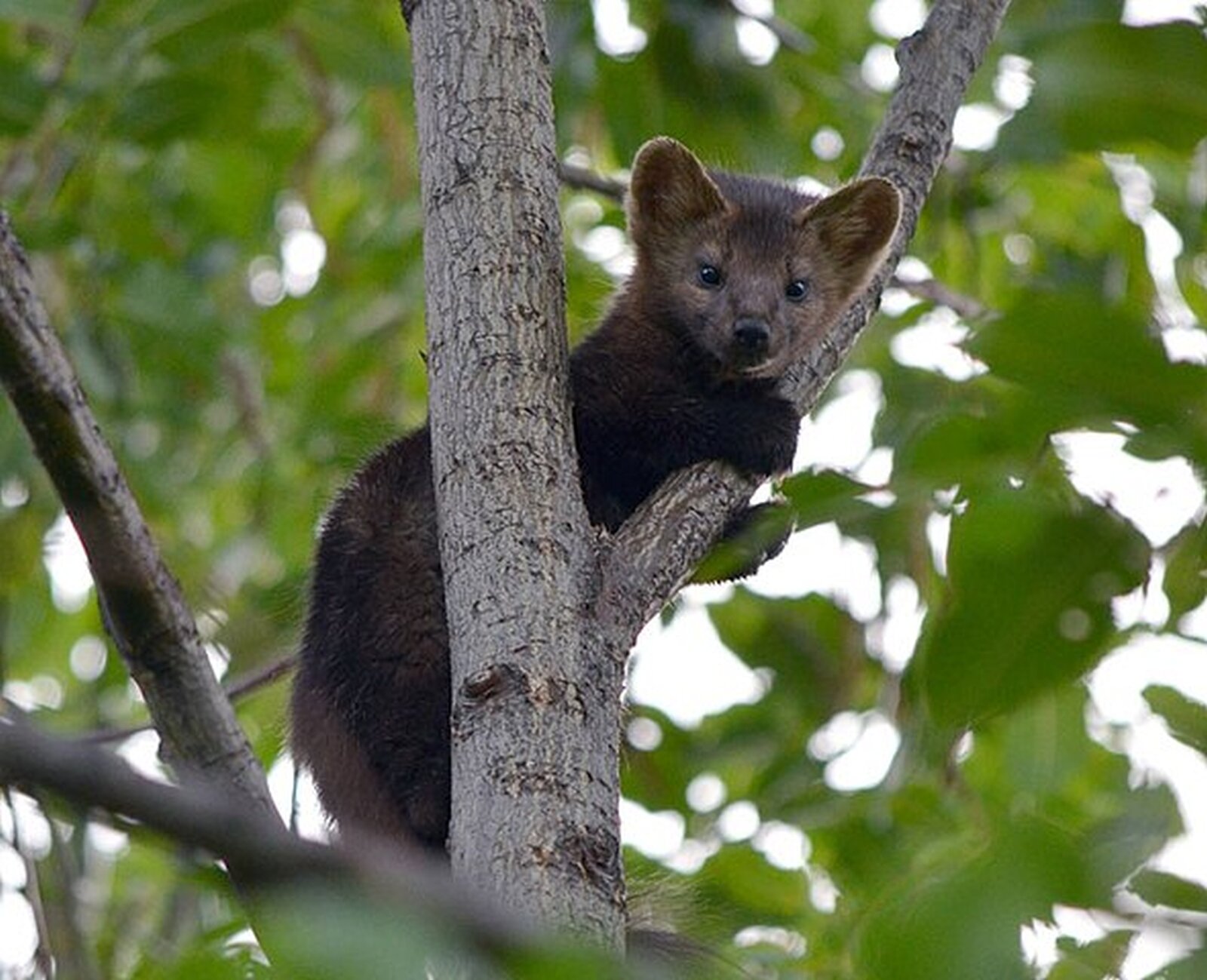 Na zdjęciu niewielkie zwierzę siedzące na drzewie i trzymające się gałęzi. Ma niewielkie uszy i brązowe umaszczenie. 