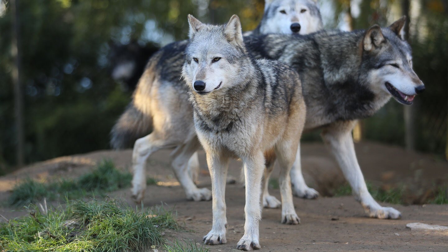 Fotografia prezentuje trzy wilki na tle lasu. Wilki znajdują się w różnych ustawieniach: pierwszy wilk patrzy do przodu, drugi wilk patrzy w prawą stronę, trzeci wilk widoczny jest z tyłu.  Wilki są mocnej budowy. Wydają się silne i skoncentrowane, jakby obserwowały to, co dzieje się przed nimi.