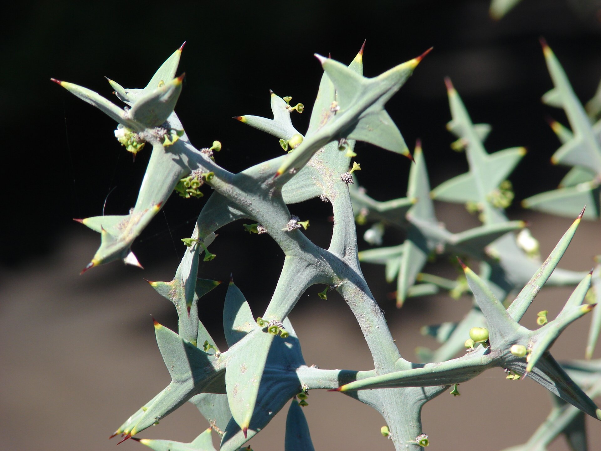 Zdjęcie przedstawia roślinę o liściach zakończonych kolcem. Łodygi i trójkątne liście są sztywne.  