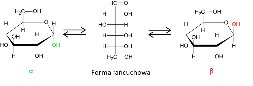 Na ilustracji są trzy wzory. Pomiędzy nimi są strzałki skierowane w dwie strony. Pierwszy wzór to forma alfa: sześcioczłonowy pierścień ma w swojej budowie pięć grup OH. Jedna z nich łączy się z grupą metylenową, a kolejna położona jest po prawej stronie pierścienia, łączy się u góry z H, zaznaczona jest na zielono. We wzorze jest także między innymi i pięć atomów wodoru i jeden atom tlenu. Drugi wzór: forma łańcuchowa - wzór jest pionowy. U góry jest grupa aldehydowa CHO. Następnie po lewej stronie wzoru jest H, a po prawej OH. Kolejno po lewej HO, a po prawej H. Dwa kolejne atomy węgla łączą się po lewej stronie łańcucha głównego z H, a po prawej z OH. Na dole łańcucha jest atom węgla wchodzi w skład grupy metylenowej, a ta łączy się z grupą OH. Trzeci wzór: beta - sześcioczłonowy pierścień ma w swojej budowie pięć grup OH. Jedna z nich łączy się z grupą metylenową, a kolejna położona jest po prawej stronie pierścienia, łączy się na dole z H, OH zaznaczono na czerwono. We wzorze jest także między innymi i pięć atomów wodoru i jeden atom tlenu.        
