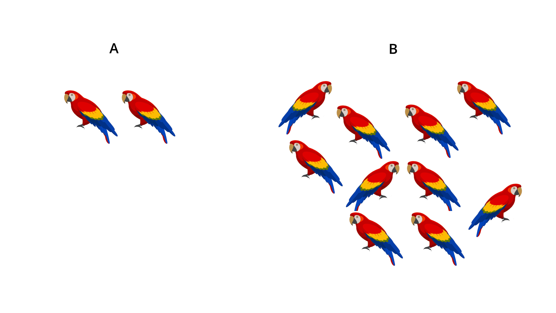 Na rysunku A przedstawiono dwie papugi. Na rysunku B przedstawiono dziesięć papug.