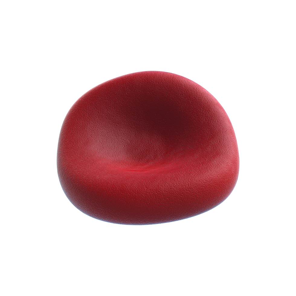 Krwinka czerwona  - erytrocyt ma kształt spłaszczonego dysku.