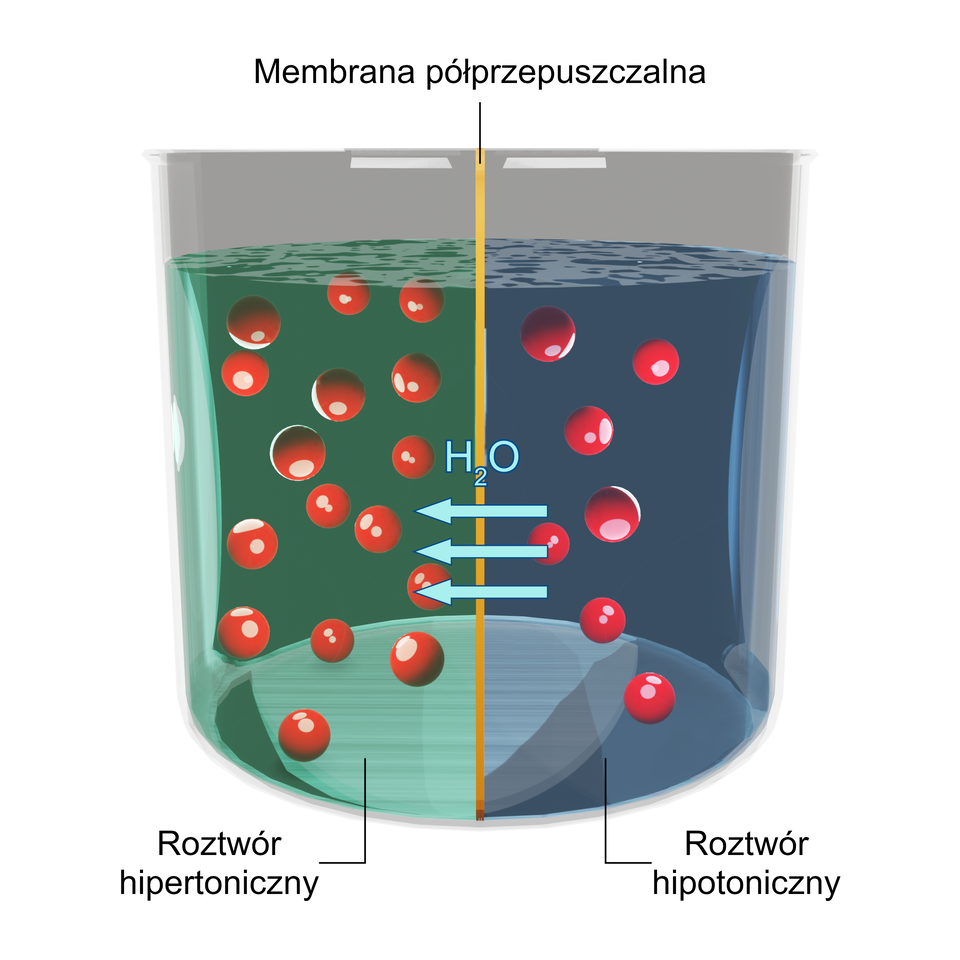 Ilustracja przedstawia schematycznie zjawisko osmozy. W przezroczystym naczyniu znajdują się dwa roztwory przedzielone membraną półprzepuszczalną. Roztwór po lewej jest podpisany: „Roztwór hipertoniczny” i ma więcej czerwonych kulek. Natomiast po prawej to  „Roztwór hipotoniczny”, który ma mniej czerwonych kulek. Jasnoniebieskimi strzałkami zaznaczono przepływ wody przez membranę, z roztworu hipotonicznego do hipertonicznego.