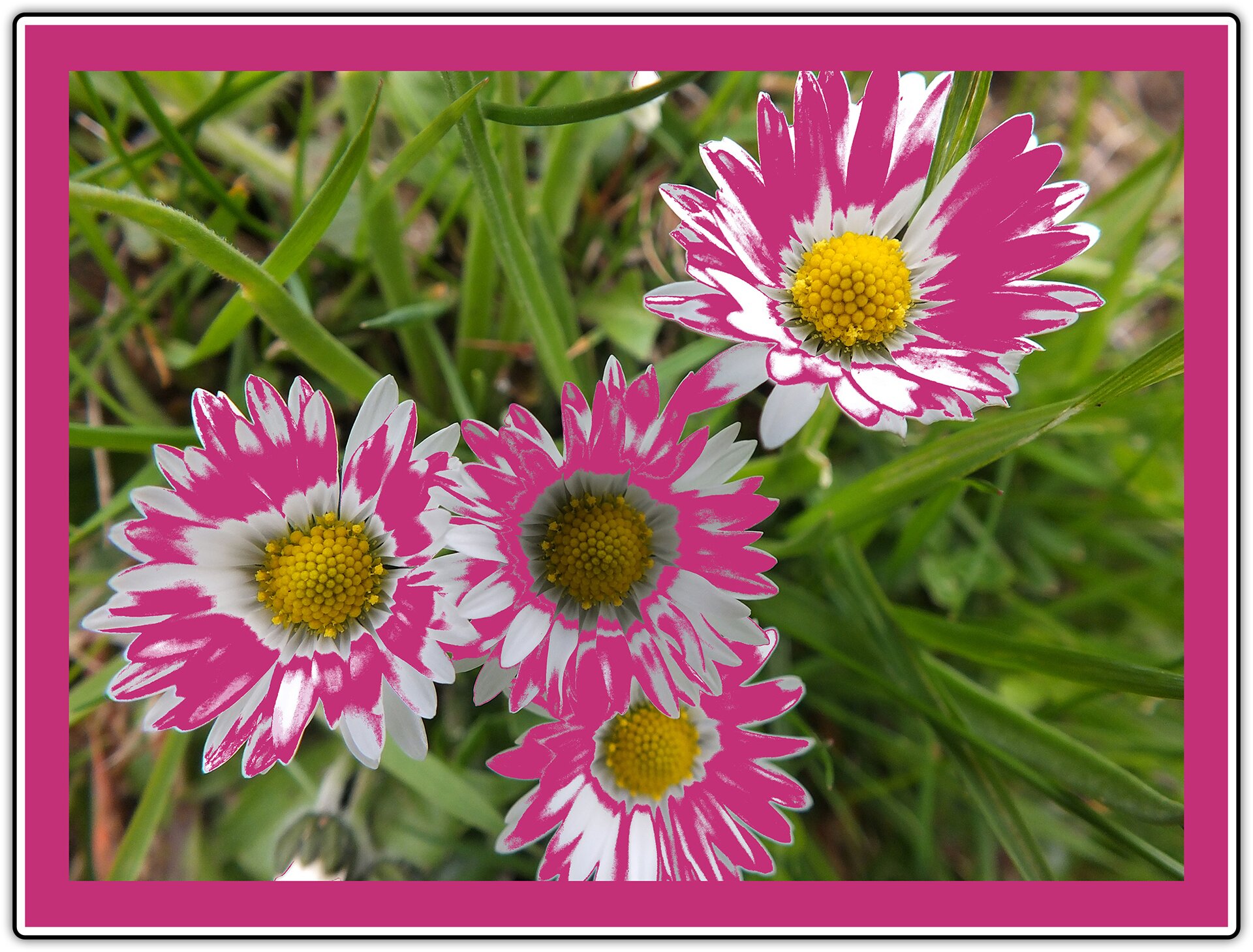 Ilustracja przedstawia zdjęcie stokrotek w przybliżeniu. Kolor kwiatów został zmieniony, płatki są teraz ciemnoróżowe z białymi elementami. Zdjęcie zostało obramowane ramką również koloru ciemnoróżowego.