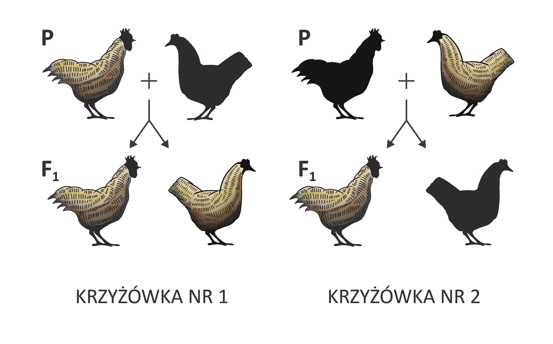 Ilustracja przedstawia dwie krzyżówki. Krzyżówka pierwsza. Pokolenie P kogut beżowy, pasiasty i kura czarna. Potomstwo F 1 kogut beżowy, pasiasty i kura beżowa, pasiasta. Krzyżówka druga. Pokolenie P kogut czarny i kura beżowa, pasiasta. Potomstwo F 1 kogut beżowy, pasiasty, kura czarna.