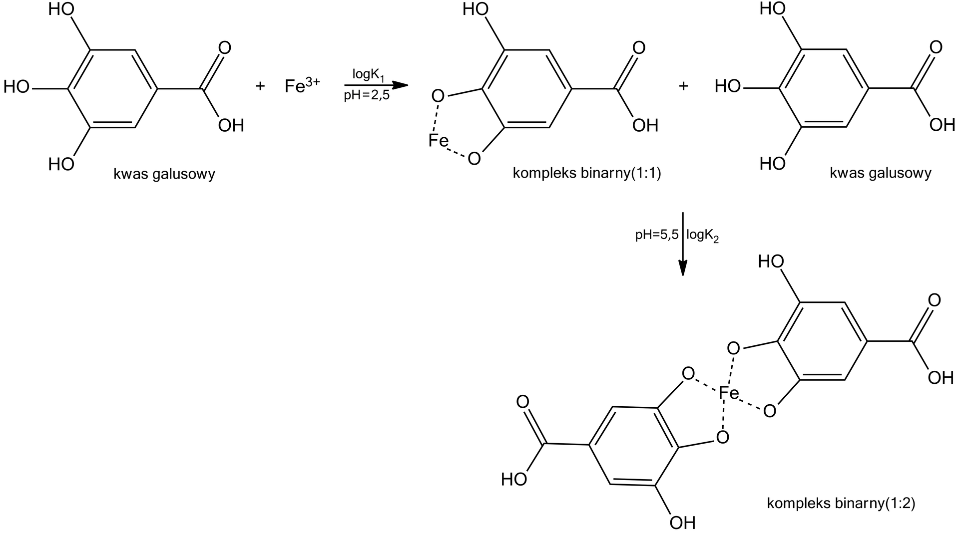 Ilustracja przedstawiająca schemt ciągu reakcji chemicznych. Cząsteczka kwasu galusowego zbudowanego z pierścienia fenylowego podstawionego w pozycji pierwszej grupą karboksylową COOH oraz w pozycjach trzeciej, czwartej i piątej grupami hydroksylowymi OH. Dodać kation żelaza Fe3+. Strzałka w prawo, nad strzałką logK1, pod strzałką pH równe dwa i pół. Powstaje kompleks binarny (w stosunku jeden do jednego). Atom żelaza wiąże się z atomami tlenu grup hydroksylowych kwasu galusowego znajdujących się w pozycjach trzeciej i czwartej pierscienia. Grupy hydroksylowe są zdeprotonowane a w wyniku związania z atomem żelaza powstał pięcioczłonowy pierścień, w którego skład wchodzą atom żelaza dwa atomy tlenu oraz dwa atomy węgla pochodzące od pierścienia fenylowego. Do powstałego komplesu dodano kolejną cząsteczkę kwasu galusowego. Strzałka w prawo, nad strzałką logK2, pod strzałką pH równe pięć i pół. Powstaje kompleks binarny (w stosunku jeden do dwóch). W centralnej części wzoru znajduje się atom żelaza połączony z czterema atomami tlenu. Dwoma pochodzącymi od pierwszej cząsteczki kwasu galusowego i dwoma od drugiej, związane analogicznie, jak w przypadku pierwszego kompleksu.