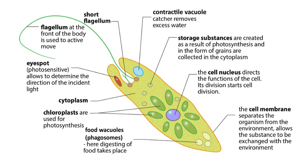 Schemat budowy klejnotka Eugleny z królestwa protistów. Euglena karmi się światłem w fotosyntezie i jest drapieżna w ciemności. Odróżnia światło od ciemności za pomocą fotoreceptora. W poszukiwaniu jedzenia porusza się za pomocą wici. Oddycha tlenowo i pobiera tlen z całej powierzchni ciała. Rozmnaża się poprzez podział komórki. Euglena występuje w słodkich wodach: stawach, kałużach, jeziorach. Jest organizmem jednokomórkowym. Komórka ma kształt wrzeciona i ma 2 wici do poruszania. Nie ma ściany komórkowej, ale tylko grubą błonę komórkową. Euglena jest zaliczana do protistów. W świetle jest ona producentem tlenu i materii organicznej, w ciemności absorbuje martwą materię organiczną z wody, powodujące oczyszczenie wody. 