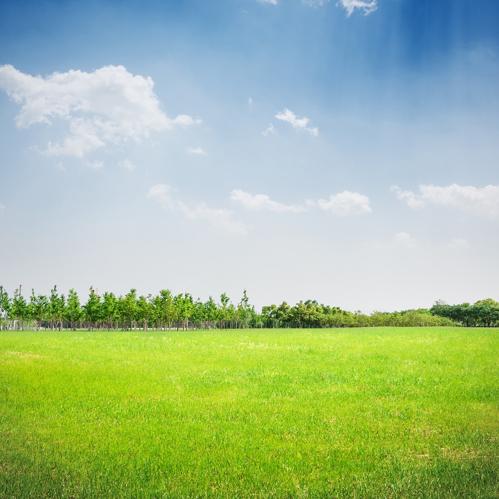 Zdjęcie przedstawia pole zielonej trawy. W oddali widoczne młode drzewa.