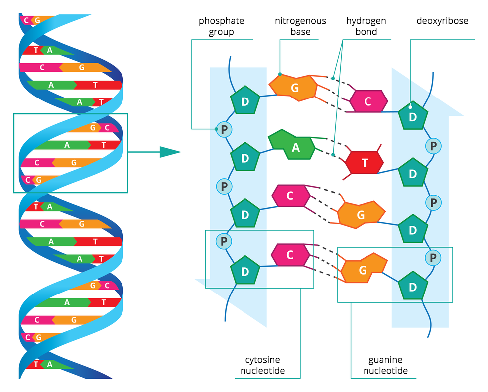 Ilustracja przestawia strukturę DNA. Łańcuch DNA ma formę skręconej helisy (dwie splecione wstęgi, połączone ze sobą zasadami azotowymi). Zasady azotowe łączą się ze sobą wedle schematu A-T, C-G. Adenina z tyminą, cytozyną z guaniną. Na ilustracji zamieszone zostało powiększenie fragmentu struktury DNA, które szczegółowo przedstawia budowę połączenia między zasadami. Nukleotyd to najmniejsza jednostka budująca DNA. Każdy nukleotyd składa się z cukru deoksyrybozy, reszty kwasu fosforowego i zasady azotowej. Każdy nukleotyd zawiera tylko jedną zasadę azotową, dlatego wyróżniamy 4 typy nukleotydów: adeninowy, cytozynowy, guaninowy i tyminowy. Pojedyncza nić DNA składa się z szeregu nukleotydów łączących się ze sobą poprzez reszty kwasu fosforowego.