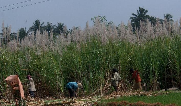 zdjecie przedstawia ludzi pracujacych na plantacji trzciny cukrowej