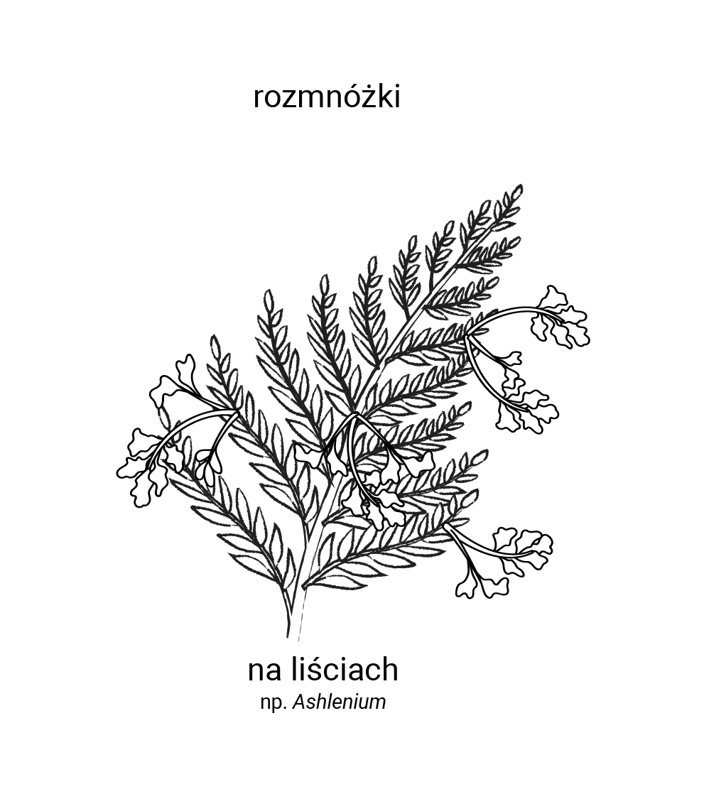 Grafika przedstawia rozmnóżki na liściach, np, Ashlenium. Widoczny jest trójkątny liść z wieloma rozłogami. 