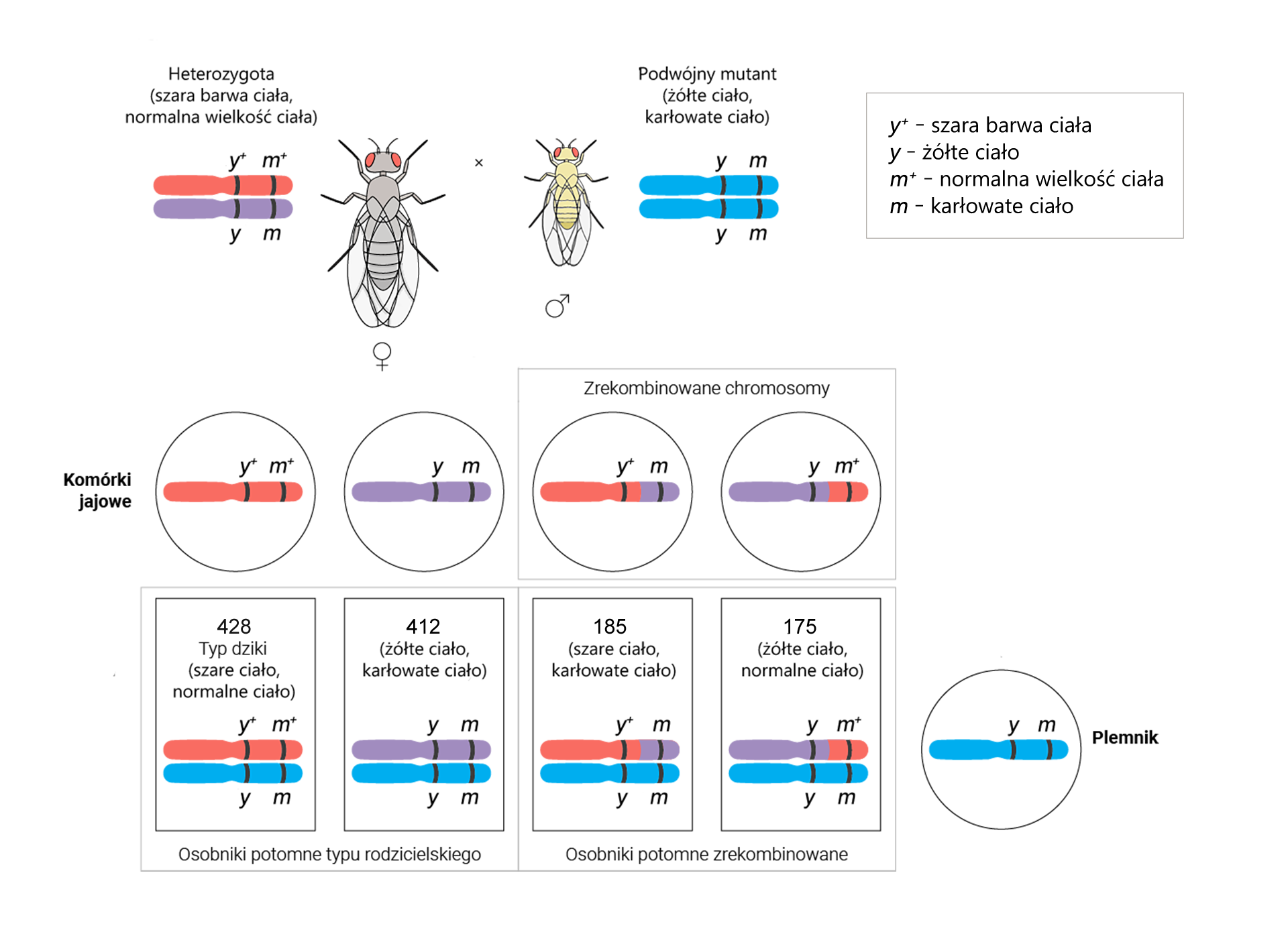 Ilustracja przedstawia krzyżówkę testową pomiędzy muszkami. U góry znajduje się duża muszka o szarym ciele, podpisana heterozygota, obok narysowane są dwa chromosomy, jeden z zaznaczonymi genami y+ i m+, drugi z genami y i m. Obok znak mnożenia i mała muszka o żółtym ciele, podpisana podwójny mutant, obok narysowane są dwa chromosomy, obydwa z zaznaczonymi genami y i m. Obok ramka z objaśnieniami alleli: y+ – szara barwa ciała, y – żółte ciało, m+ – normalna wielkość ciała, m – ciało karłowate. Poniżej widoczna jest tabelka z liczbami osobników potomnych: 428 osobników o normalnym ciele, szarej barwy (y+m+/ym) i 412 osobników o karłowatym ciele, żółtej barwy (ym/ym), podpisane jako osobniki potomne typu rodzicielskiego oraz 185 osobników o karłowatym ciele, szarej barwy (y+m/ym) i 175 osobników o normalnym ciele żółtej barwy (ym+/ym), podpisane jako osobniki potomne zrekombinowane.