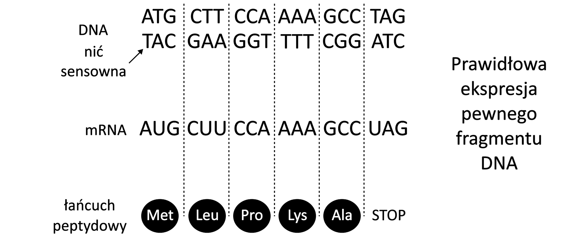 Ilustracja przedstawia schemat przebiegu ekspresji genu. U góry znajduje się zapis sekwencji nukleotydowej DNA na nici sensownej i matrycowej. Zapis jest rozdzielony czarnymi przerywanymi liniami co trzy litery, sugerując podział na kodony. Z boku podpis: DNA nić sensowna. Poniżej znajduje się sekwencja nukleotydowa mRNA komplementarna do nici matrycowej DNA również podzielona przerywanymi liniami na kodony. Z boku podpis: mRNA. Na dole pod każdym kodonem jest narysowany okrąg z trzyliterowym oznaczeniem aminokwasu, za wyjątkiem ostatniego kodonu, pod którym jest napis STOP. Obok podpis: łańcuch peptydowy. Po drugiej stronie duży podpis: Prawidłowa ekspresja pewnego fragmentu DNA.