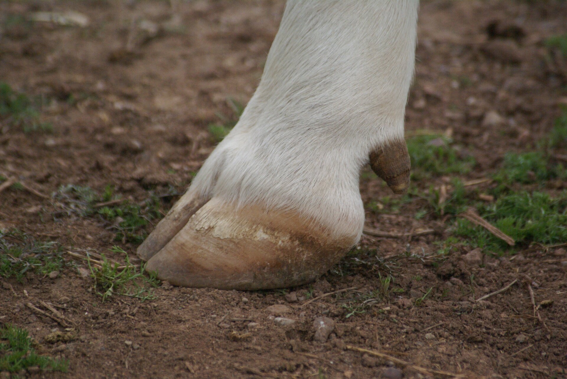 Na zdjęciu widoczna jest racica krowy. Szczegółowy opis uzupełniający zdjęcie znajduje się w treści definicji.