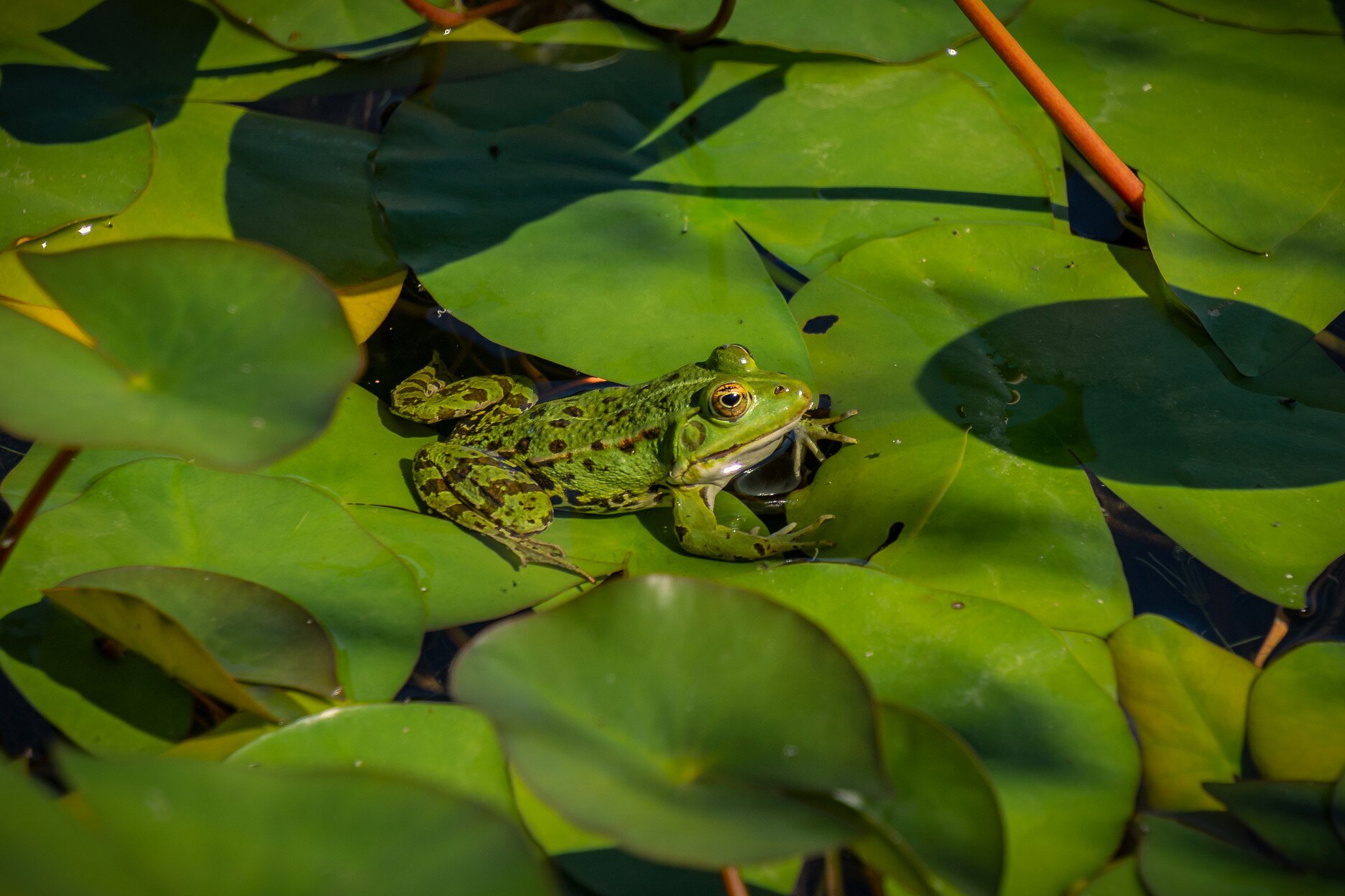 Zdjęcie przedstawia żabę siedzącą na dużych zielonych liściach pływających po powierzchni wody. Żaba posiada zielone ubarwienie z brązowymi kropkami na grzbiecie oraz brązowymi pasami na tylnych nogach.
