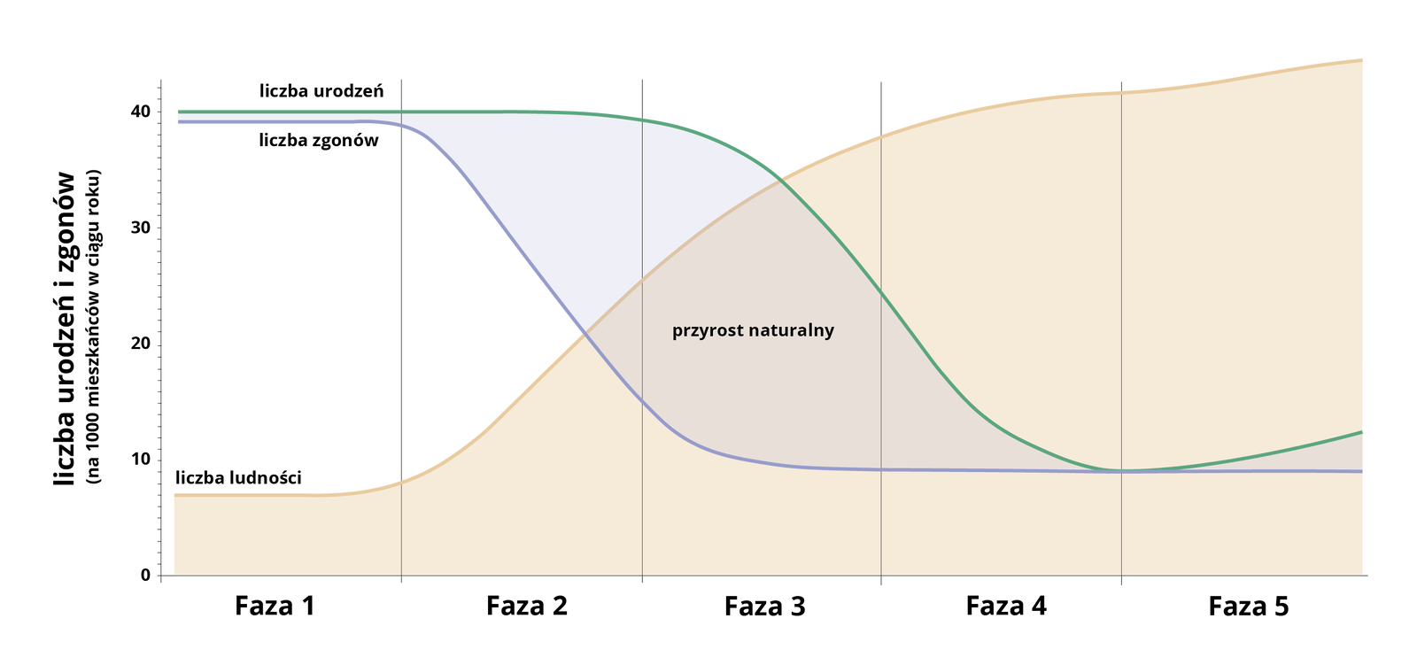 Ilustracja przedstawia teorię przejścia demograficznego. Na ilustracji są dwa wykresy obok siebie. Każdy z nich jest  podzielony na trzy fazy: pierwszą, druga i trzecią. Na pierwszym wykresie są trzy krzywe. Na osi Y jest natężenie urodzeń, zgonów i przyrostu naturalnego, na osi X są zgony. Dwie krzywe znajdują się wysoko w pierwszej fazie - jedna z nich obrazuje urodzenia, na samym dole wykresu początek bierze krzywa, która ma punkt kulminacyjny w drugiej fazie - to przyrost naturalny. Następnie krzywa ta spada. Krzywa urodzeń biegnie wysoko w fazie pierwszej i niemal do końca drugiej fazy. Pod koniec drugiej fazy zaczyna maleć, po czym biegnie nisko nad osią X, stabilizuje się. Kolejna krzywa położona wysoko w pierwszej fazie, w drugiej i w trzeciej maleje i łączy się na dole z pozostałymi dwiema krzywymi. Pomiędzy końcem fazy pierwszej a początkiem fazy drugiej zaznaczono przejście demograficzne. Od niego poprowadzono linię przerywaną, która przechodzi przez wierzchołek krzywej oznaczającej przyrost naturalny. Po lewej stronie linii przerywanej pionowej jest subfaza eksplozji, po prawej subfaza implozji. Krzywa urodzeń biegnie nieco poniżej krzywej przyrostu naturalnego w momencie jej opadania. Na drugim wykresie zaznaczono zależność liczby ludności od czasu (modernizacja). Na wykresie jest jedna krzywa - dotyczy urodzeń, biegnie ona nisko w pierwszej fazie, natomiast zaczyna się wznosić w drugiej fazie. W trzeciej fazie biegnie równolegle, wysoko nad osią czasu. W drugiej fazie na dole poprowadzono poziomą strzałkę pomiędzy końcem pierwszej fazy a początkiem fazy trzeciej. To przejście demograficzne. Przez środek strzałki w górę poprowadzono linię przerywaną - po lewej stronie linii przerywanej jest subfaza eksplozji, po prawej subfaza implozji. W pierwszej fazie znajduje się trójkąt z pionową linią przechodzącą przez jego wierzchołek, trójkąt podpisano: typ progresywny struktury według wieku. W trzeciej fazie znajduje się typ piramidy o półkolistym wierzchołku i pionowych ścianach. Przez środek piramidy poprowadzono w dół linię prostą. To typ stacjonarny struktury według wieku.
