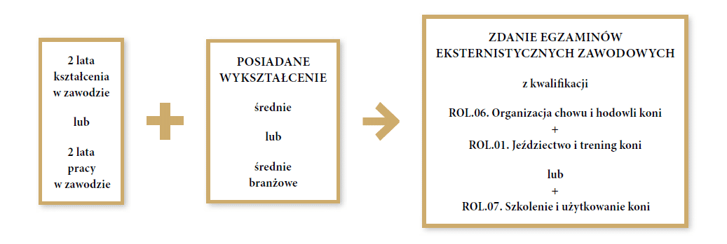 Grafika przedstawia ścieżkę możliwości kształcenia w zawodzie technik hodowca koni dla osób dorosłych. Pierwszym krokiem jest odbycie dwóch lat kształcenia w zawodzie lub dwóch lat pracy w zawodzie. Drugim krokiem jest posiadanie wykształcenia średniego lub średniego branżowego. Trzecim krokiem jest zdanie egzaminów eksternistycznych zawodowych z kwalifikacji er o el kropka. Zero sześć kropka. Organizacja chowu i hodowli koni i er o el kropka zero jeden kropka. Jeździectwo i trening koni lub z kwalifikacji er o el kropka zero siedem kropka. Szkolenie i użytkowanie koni.