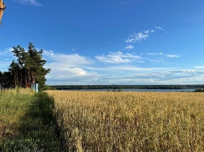 Fotografia przedstawia pole z żółtym, dojrzałym zbożem. po lewej stronie granica obsadzona trawą, tworząca wał, po lewej stronie od granicy łąka, W oddali fragment rzeki i po lewej stronie kępa drzew.