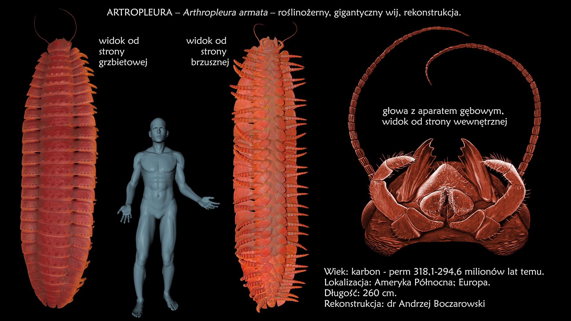 Rysunek przedstawia wymarłe zwierzę z grupy pierścienic – artropleurę. Był to roślinożerny, gigantyczny wij. Po lewej stronie widać zwierzę od strony grzbietowej. Jest ustawione pionowo. Widać ciało podzielone w poprzek na liczne segmenty. Spod każdego segmentu wystaje para odnóży. Na prawo od zwierzęcia znajduje się szara sylwetka dorosłego człowieka w celu porównania wielkości. Stawonóg znacznie przewyższa człowieka. Na prawo od sylwetki człowieka znajduje się artropleura widoczna od strony brzusznej. Widać, że z każdego segmentu wyrasta po jednej parze odnóży. Z prawej strony ilustracji widać głowę z rozbudowanym aparatem gębowym od strony wewnętrznej. Wij ten posiadał długie czułki. Zwierzę to żyło od karbonu do permu, czyli od trzystu osiemnastu do dwustu dziewięćdziesięciu czterech milionów lat temu. Żył na terenach Ameryki Północnej oraz Europy. Osiągał długość dwustu sześćdziesięciu centymetrów.