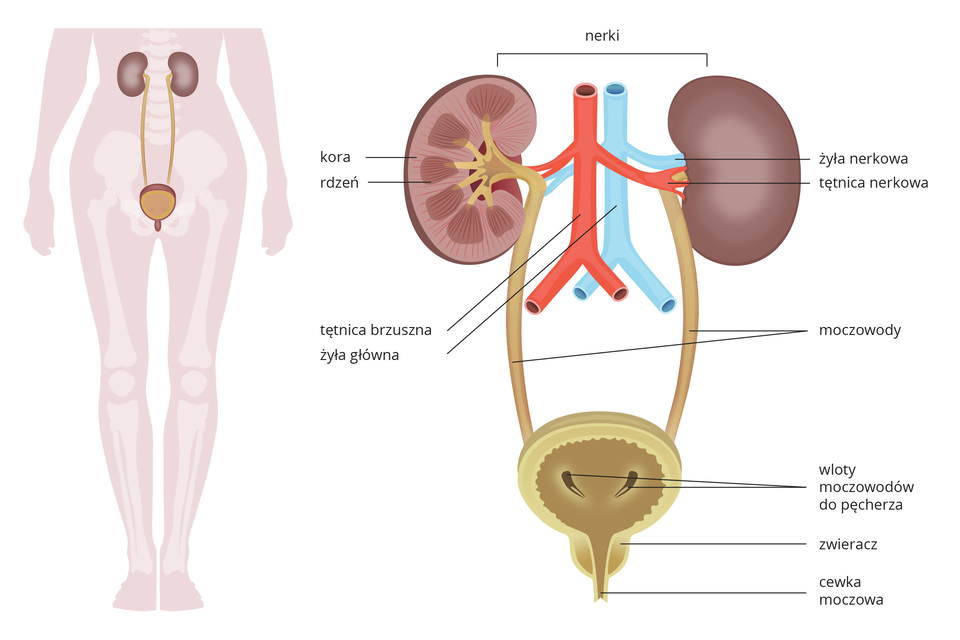 Ilustracja z lewej na sylwetce człowieka przedstawia umiejscowienie narządów układu moczowego. Z prawej przedstawiono budowę narządów. U góry dwie fioletowe nerki, jedna w przekroju. Między nimi niebieska żyła główna i żyła nerkowa oraz czerwona tętnica brzuszna i tętnica nerkowa. Na przekroju nerki podpisano jaśniejszą korę i ciemniejszy, prążkowany rdzeń. Od nerki w dół beżowe rurki –moczowody, wpadające do okrągłego pęcherza moczowego w przekroju pionowym. Wskazano zgrubienie u dołu pęcherza – zwieracz i cewkę moczową.