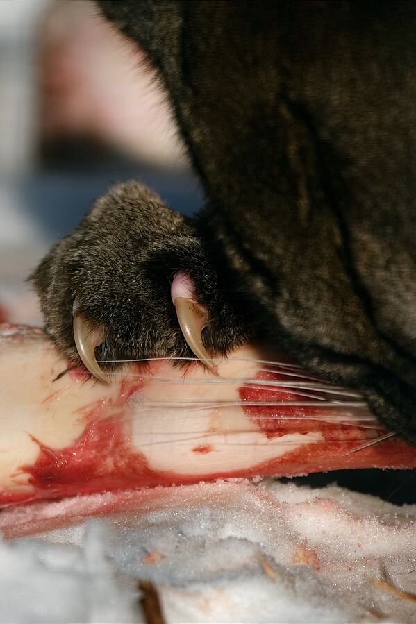 Zdjęcie przedstawia zbliżenie na głowę i łapę pumy, która chwyta i obgryza kość z mięsem. Puma ma czarne umaszczenie, długie, jasne wąsy oraz ostre pazury.