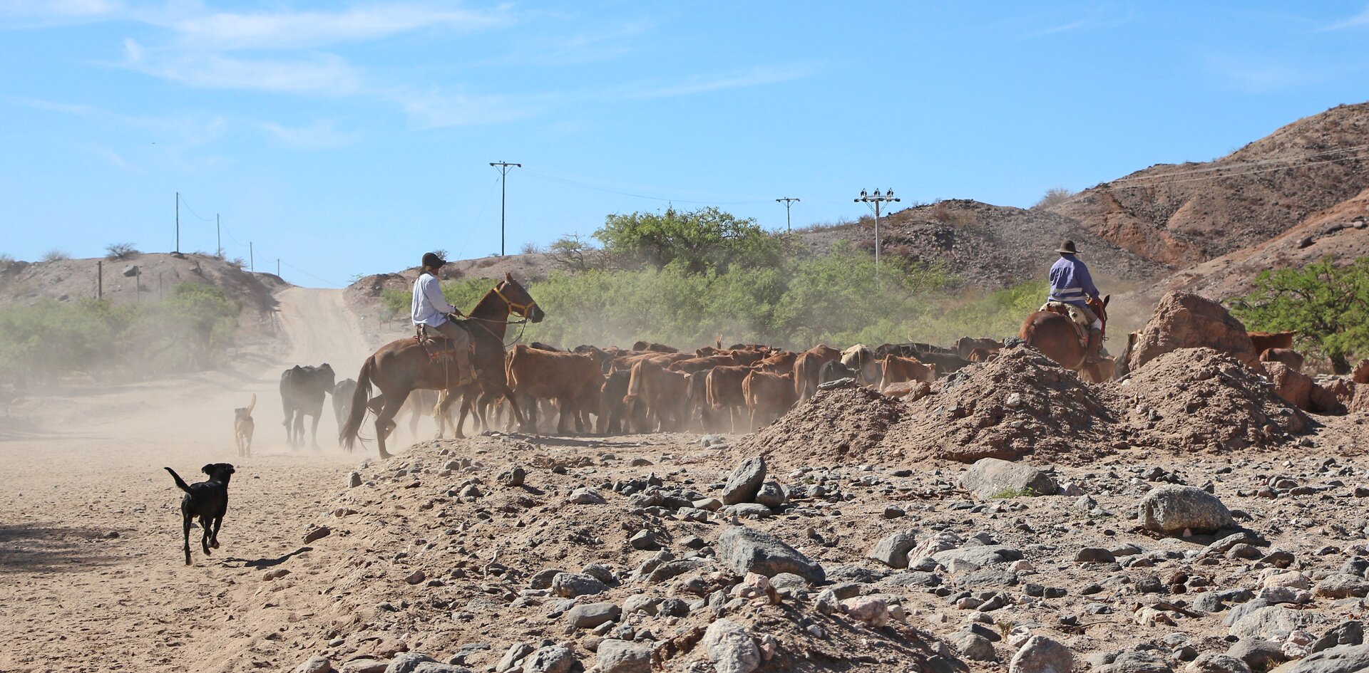  Na zdjęciu dwaj mężczyźni siedzący na koniu pędzą bydło.