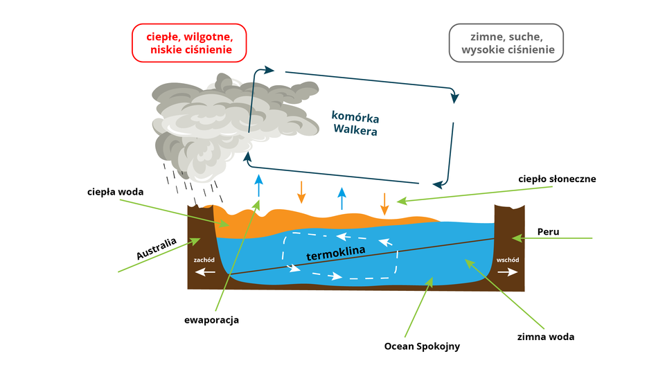 Schemat zjawiska La Niña. Na schemacie po lewej stronie jest Australia, po prawej Peru. Pomiędzy nimi Ocean Spokojny. Woda w ocenie blisko powierzchni u wybrzeży Australii jest ciepła, u wybrzeży Peru zimna. Nad Australią znajduje się chmura z deszczem - to ciepłe, wilgotne i niskie ciśnienie. Nad Peru jest zimne, suche i wysokie ciśnienie. Nad powierzchnią wody strzałkami skierowanymi w górę zaznaczono ewaporację, strzałkami skierowanymi w stronę oceanu - ciepło słoneczne. Nad strzałkami powstaje komórka Walkera  - na schemacie to prostokąt zbudowany ze strzałek skierowanych zgodnie z ruchem wskazówek zegara. W ocenie w zimnej wodzie opisano termoklinę, w której cyrkulacja odbywa się przeciwnie do ruchu wskazówek zegara.          