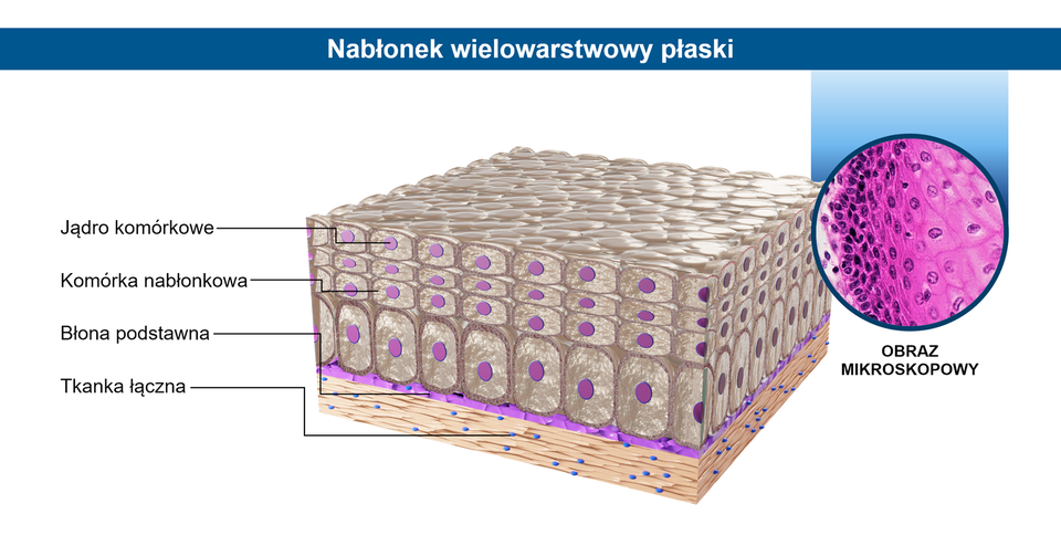 Ilustracja przedstawia schemat budowy nabłonka wielowarstwowego płaskiego.  Obok schematu umieszczono obraz tkanki pod mikroskopem. Nabłonek składa się z tkanki łącznej, cienkiej błony podstawnej oraz kilku warstw komórek nabłonkowych o różnych wielkościach. Wewnątrz komórek znajdują się kuliste jądra komórkowe.  Tkanka pod mikroskopem składa się z regularnie rozłożonych podłużnych komórek, z wyraźnie zaznaczonymi ciemniejszymi jądrami komórkowymi. Są one ułożone warstwowo, mniejsze komórki bardziej zewnętrznie, a większe – wewnętrznie. 