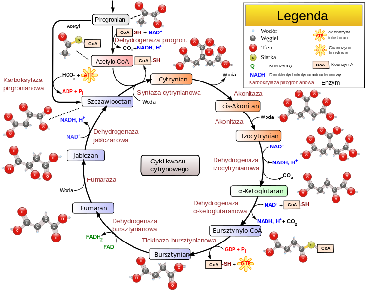 Grafika przedstawia cykl Krebsa. Cykl Krebsa jest cyklem reakcji biochemicznych. Stanowi jeden z etapów oddychania komórkowego. Oddychanie komórkowe to podstawowy proces, który dostarcza komórkom energii i podtrzymuje życie. Pierwszy substrat cyklu, czyli cytrynian powstaje z acetyloCoA. Cząsteczka ta pochodzi z rozkładu węglowodanów i kwasów tłuszczowych. Przy udziale wody powstaje cis‑akonitan. Następnie powstaje izocytrynian. Kolejnym substratem cyklu reakcji biochemicznych jest α ketoglutaran, bursztynylo‑CoA, bursztynian, fumaran, jabłczan i szczawiooctan. W wyniku reakcji dochodzi do wytworzenia wielu związków pośrednich, ale podstawowym zadaniem jest dostarczanie energii. To faza oddychania komórkowego. Reakcje cyklu Krebsa są przyspieszane przez szereg enzymów jak na przykład akonitazę, fumarazę czy tiokinazę bursztynianową.