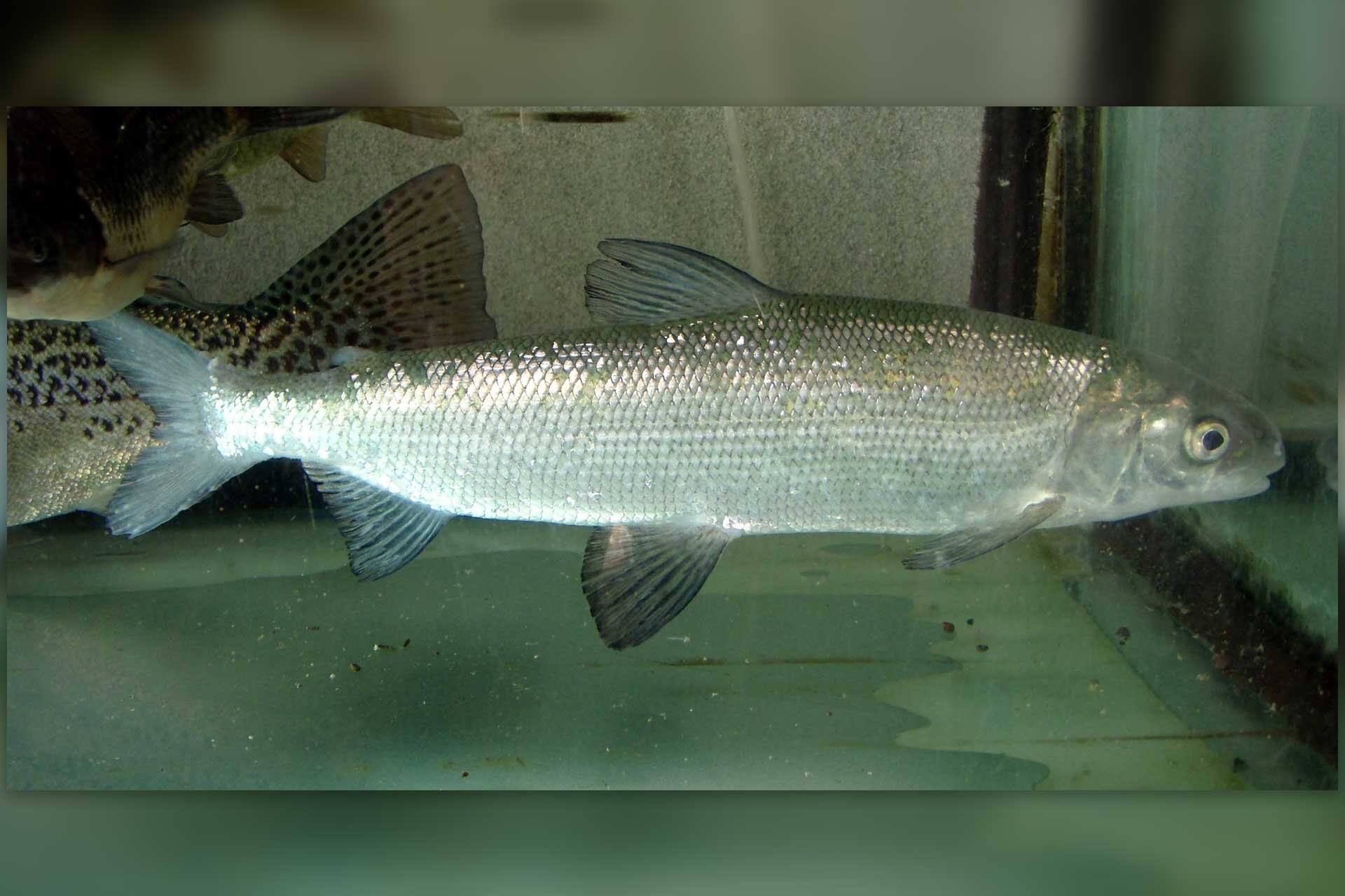 Fotografia prezentuje sieję z boku. Ciało spłaszczone bocznie, wysmukłe. Głowa mała, o spiczastym pysku. Oczy duże wypukłe. Ciało okryte dużymi srebrzystymi łuskami, grzbiet ciemnoszary. Na grzbiecie niewielka ciemnoszara płetwa grzbietowa, pozostałe płetwy w tym samym kolorze.