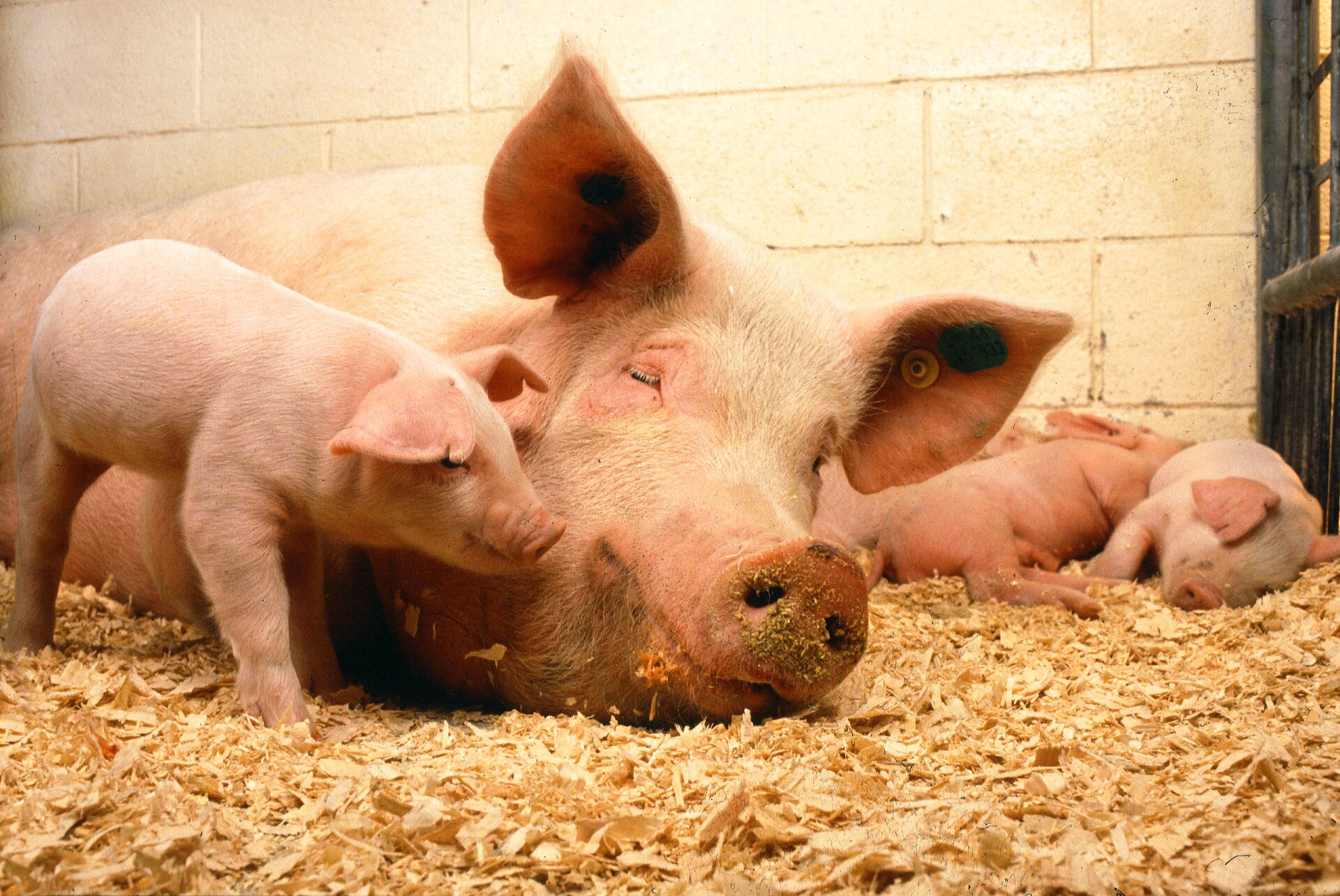 Fotografia przedstawia dorosłą świnię z czterema młodymi. Świnia leży na trocinach i ma przymknięte oczy. Jedno z młodych stoi obok niej i przystawia ryjek do jej pyska. Reszta prosiątek leży za nią. Wszystkie świnie są różowe.