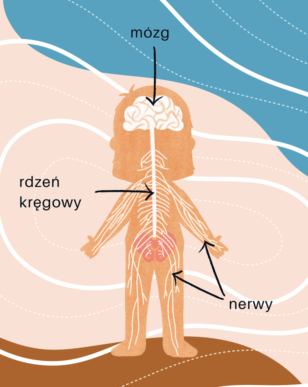 Na żółto‑kremowo‑niebieskim tle w białe linie, widoczna jest żółta sylwetka człowieka z dużym, półokrągłym, białym mózgiem z zarysowanymi bruzdami, od niego w dół narysowany jest prosty, przebiegający przez cały kręgosłup, biały i cienki rdzeń kręgowy. Od rdzenia wychodzą liczne, długie, białe, pofalowane znajdujące się w całym ciele cienkie nerwy, dochodzące do wszystkich kończyn.