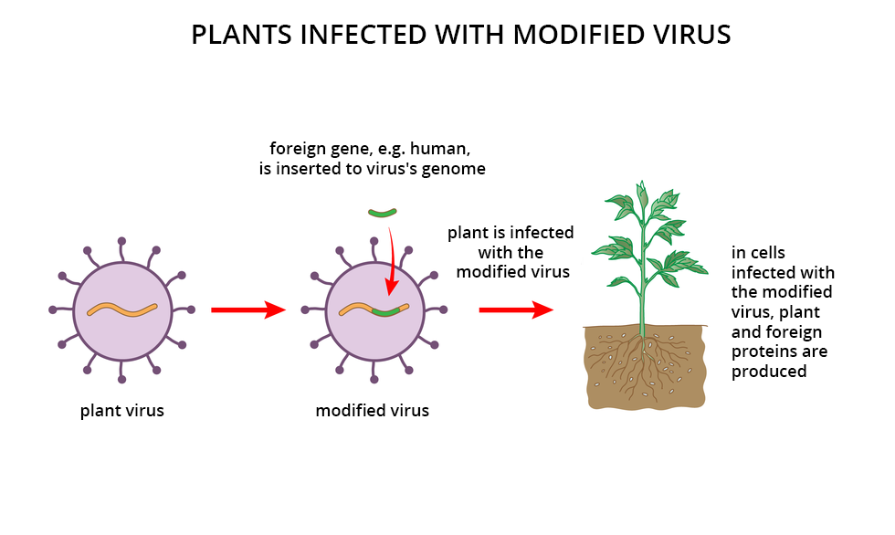 Ilustracja przestawia dwie fioletowe struktury z wypustkami, oznaczające wirusy. Po prawej ukazano roślinę z korzeniami w glebie. W pierwszym wirusie znajduje się pomarańczowa linia, oznaczająca jego DNA. W drugim wirusie pomarańczowa linia ma zieloną wstawkę, czyli obcy gen. Czerwona strzałka wskazuje wprowadzenie zmodyfikowanego wirusa do rośliny. Zaczyna ona produkować obce białka.