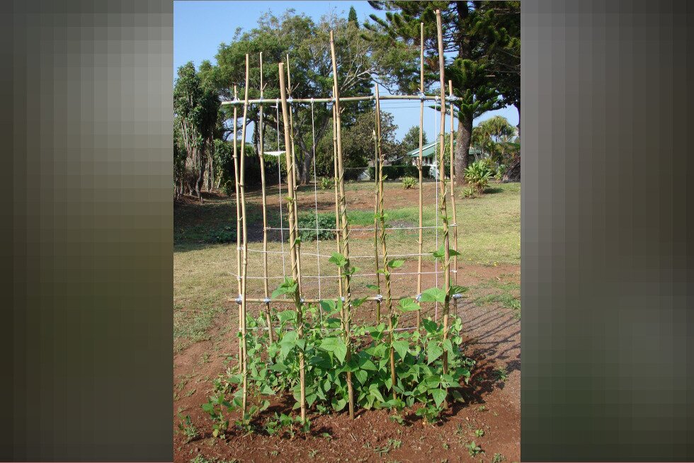 Fotografia przedstawiająca drewniane tyczki, po których pną się pnącza grochu.
