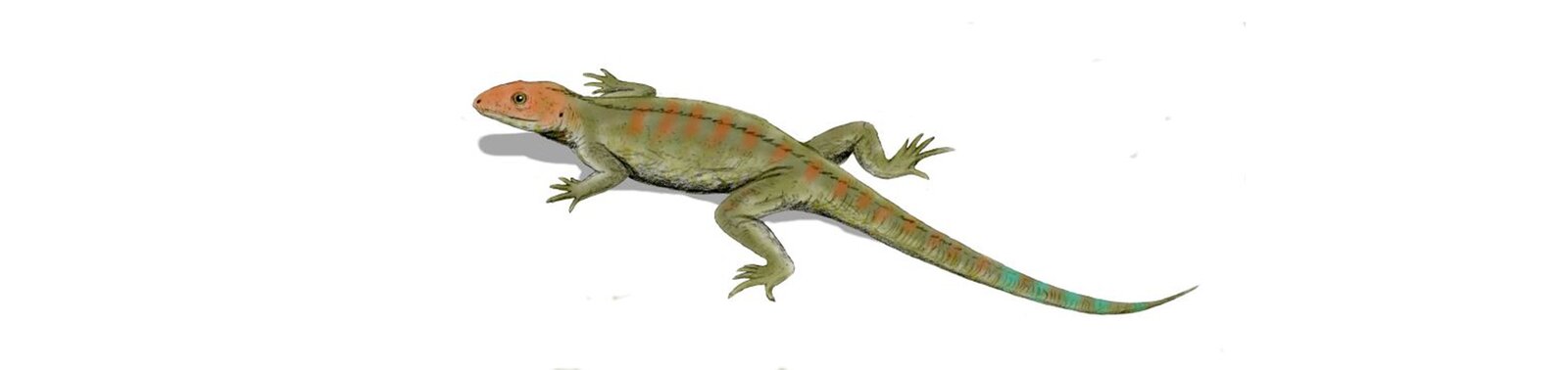 Na rysunku przedstawiony jest hylonomus. Jest to gad o czterech łapach, które tworzą dwie symetryczne pary z boku ciała umiejscowione wzdłuż tułowia. Z przodu ciała posiada niewielką głowę z oczami na boku i dwoma otworami nosowym z przodu. Głowa ma pomarańczową barwę. Dalej znajduje się zielony tułów, pokryty pomarańczowymi kreskami w poprzek kręgosłupa. Łączy się z ogonem, który staje się coraz węższy. Na początku ma on pomarańczowe paski, dalej zmieniają kolor na ciemnozielone.