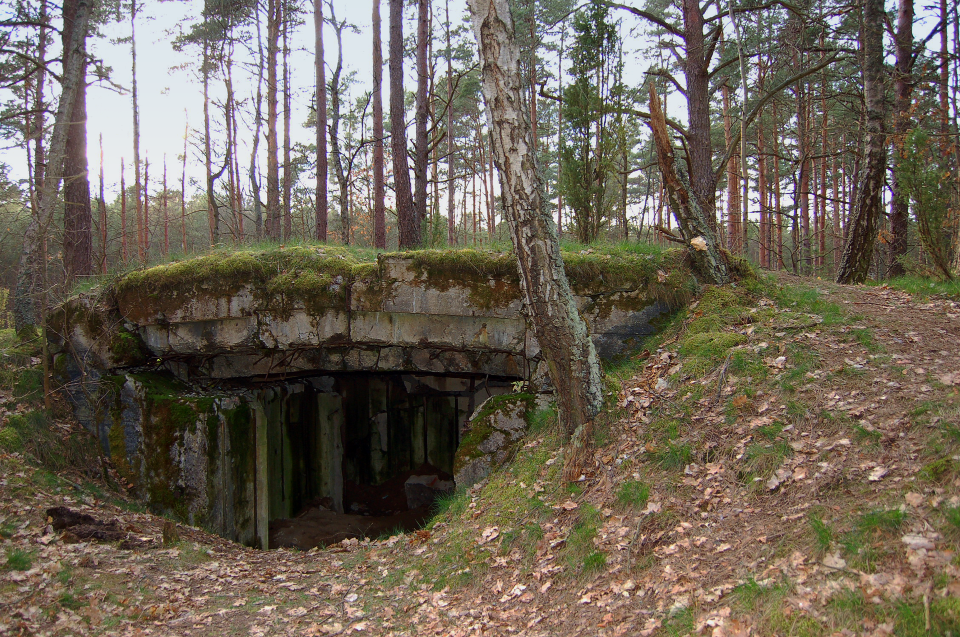 Zdjęcie przedstawiające stary bunkier z okresu drugiej wojny światowej, ukryty w lesie.