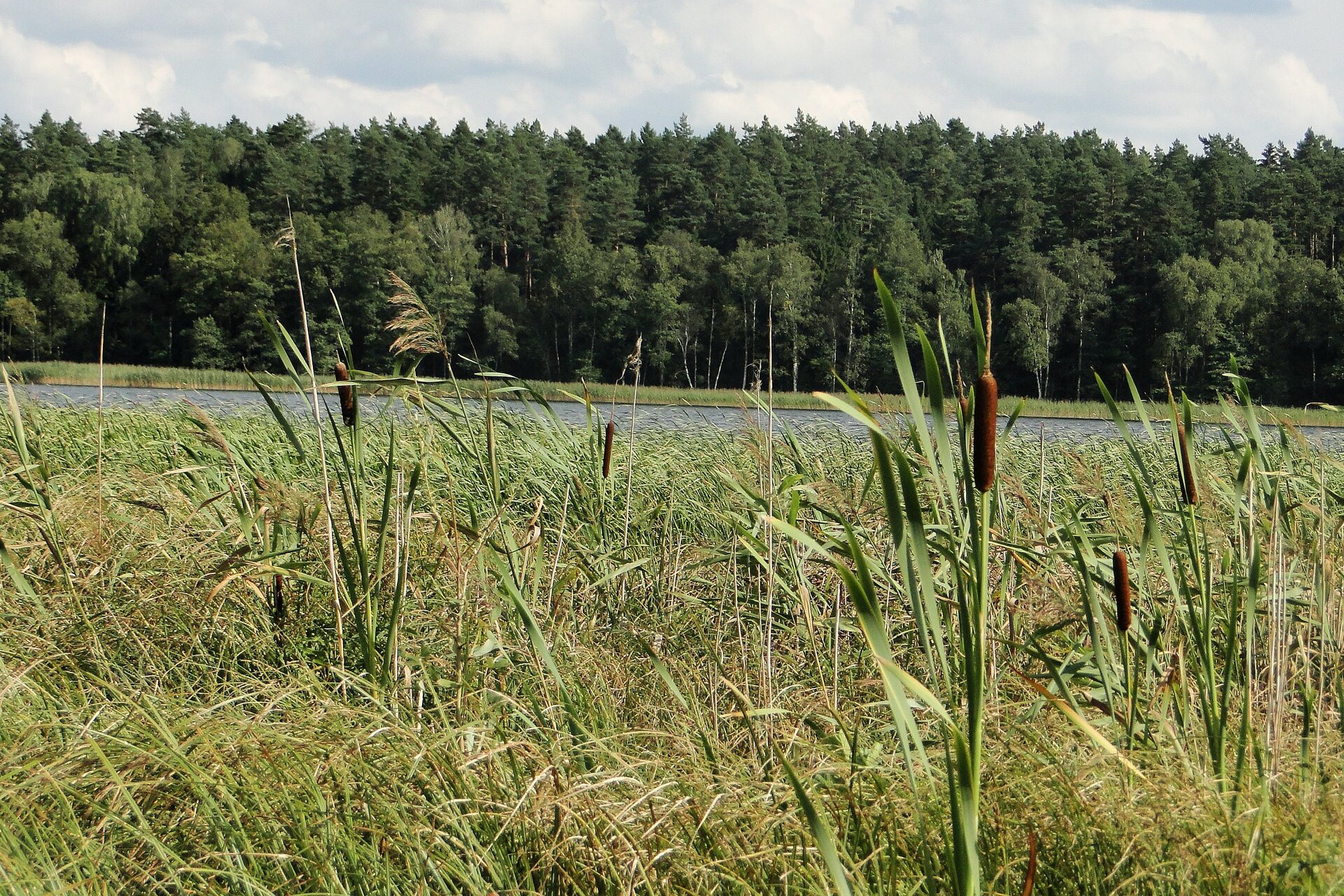 Zdjęcie. Pierwszy plan zajmują gęste szuwary. Trawiasta roślinność, gdzieniegdzie przebijają się pałki. Dalej zbiornik wodny, a w tle linia lasu.