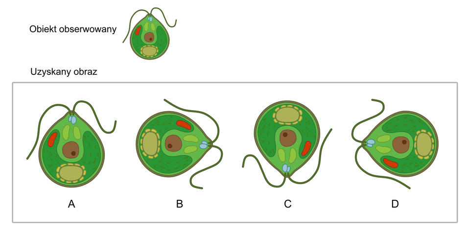 Na ilustracji widać organizm jednokomórkowy w kształcie gruszki. Z jego cieńszego końca wychodzą dwie wici. Organizm ten to obiekt obserwowany pod mikroskopem. Jego wici skierowane są do góry. Poniżej w rzędzie znajdują się cztery identyczne organizmy, które różnią się tylko ułożeniem. Literą A oznaczony jest organizm, którego wici również skierowane są do góry. Literą B organizm, której wici skierowane są w prawo, literą  C organizm, którego wici skierowane są w dół, a literą D organizm, którego wici skierowane są w lewo. Należy wskazać ten organizm, który będzie widoczny pod mikroskopem.