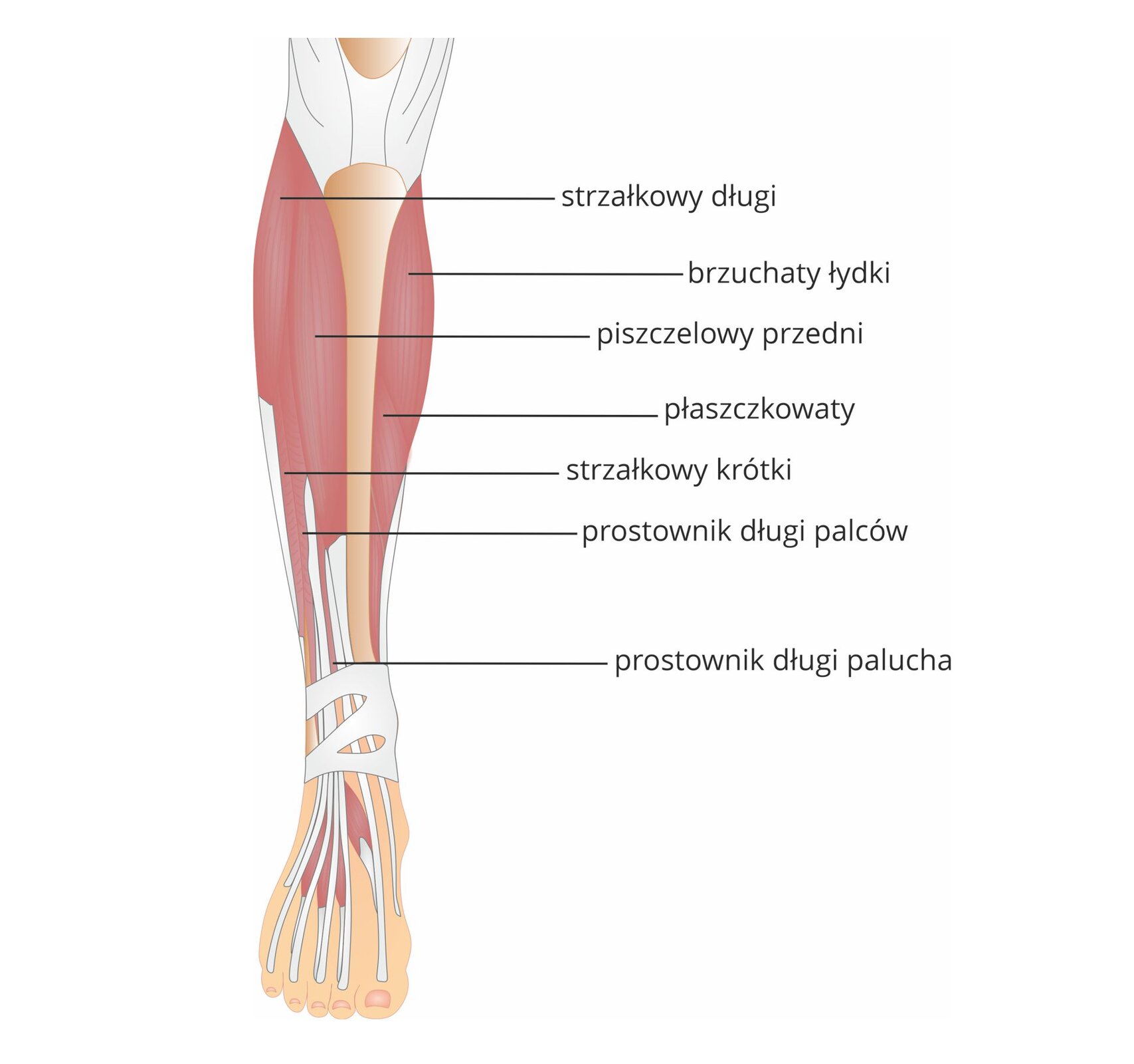 Grafika pod tytułem mięśnie podudzia, widok z przodu. Grafika przedstawia schematyczną budowę podudzia z przodu z zaznaczonymi mięśniami, od góry: mięsień strzałkowy długi, brzuchaty łydki, piszczelowy przedni, płaszczkowaty, strzałkowy krótki, prostownik długi palców oraz prostownik długi palucha.