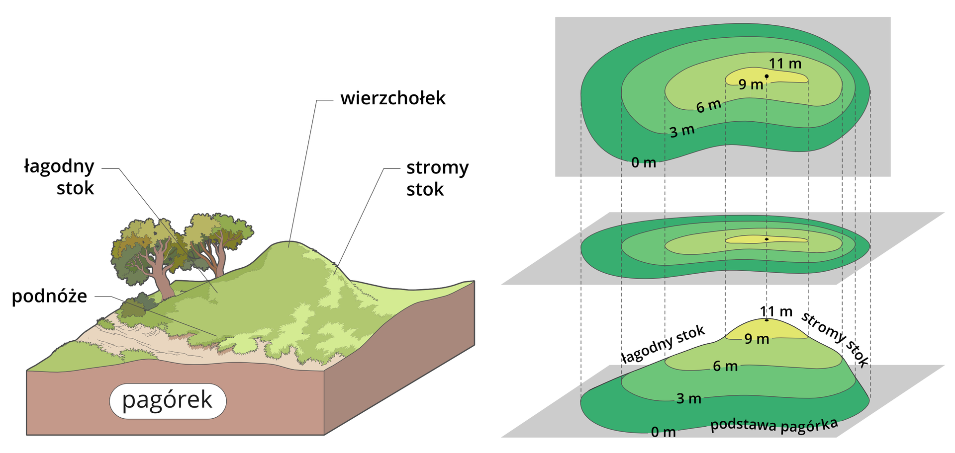 Po lewej stronie znajduje się ilustracja pagórka, na którym zaznaczono następujące opisy: najwyższe miejsce pagórka - to wierzchołek, jego łagodny spadek po lewej stronie - to łagodny stok, stromy spadek po prawej - to stromy stok. U podstawy pagórka jest podnóże. Po prawej stronie obok ilustracji pagórka są trzy jego odwzorowania.Pierwsze w kolejności od dołu, to model pagórka z narysowanymi na nim liniami – poziomicami. Poziomice są zaznaczone co 3 metry. Mamy kolejno od podnóża poziomice: 0 metrów, 3 metry, 6 metrów, 9 metrów, wierzchołek – 11 metrów. Każda warstwa modelu pagórka, pomiędzy liniami – poziomicami, jest pokolorowana na zielono. Odcień koloru zielonego jest różny w zależności od wysokości. Pomiędzy poziomicą 0 metrów a 3 metry, jest kolor ciemnozielony, między 3 metry a 6 metrów - zielony, między 6 metrów a 9 metrów - jasnozielony, a pomiędzy 9 metrów a 11 metrów - żółtozielony.Drugie od dołu odwzorowanie, nad modelem pagórka, to przeniesienie – rzut poziomic oraz barw modelu pagórka, na poziomą kartkę. Od każdej poziomicy z modelu pagórka poprowadzono po dwie przerywane linie na poziomą kartkę, odwzorowując w ten sposób szerokość i kształt warstw pagórka. Każda warstwa jest pokolorowana tak samo jak na modelu pagórka. Lewy, łagodny stok pagórka, ma poziomice narysowane dalej od siebie, a prawy, stromy stok, ma poziomice bliżej siebie.Trzecie od dołu odwzorowanie, to rzut modelu pagórka pokazany na pionowej kartce z zaznaczonym kształtem poziomic, wysokością w metrach i barwą. Identycznie jak na kartce poziomej, ale dokładnie na wprost oglądającego. W ten sposób możny czytać wysokości na mapach oraz ukształtowanie terenu.