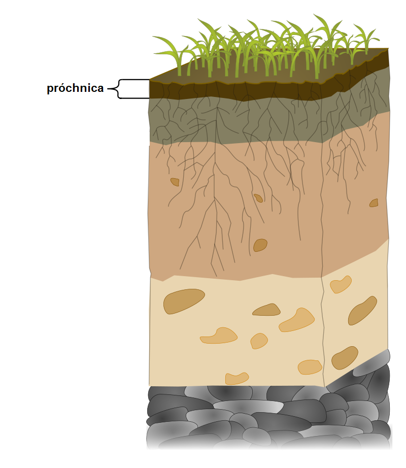 Grafika przedstawia warstwy z jakich składa się gleba. Grafika przybiera kształt prostopadłościanu i została podzielona na pięć segmentów. Górną, a zarazem najcieńszą warstwę stanowi próchnica. Kolejna warstwa ma szarawy kolor, jest drugą najmniejszą warstwą po próchnicy. Znajduje się w niej wiele korzeni roślin. Następna warstwa stanowi około 1/3 gleby. Ma delikatnie pomarańczowy kolor. Znajdują się w niej końce korzeni oraz nieliczne kamienie. Pod nią widoczna jest beżowa warstwa, która ma w sobie kamienie rozmieszczone w nieregularnych odstępach. Ostatnia warstwa jest w całości kamienista.