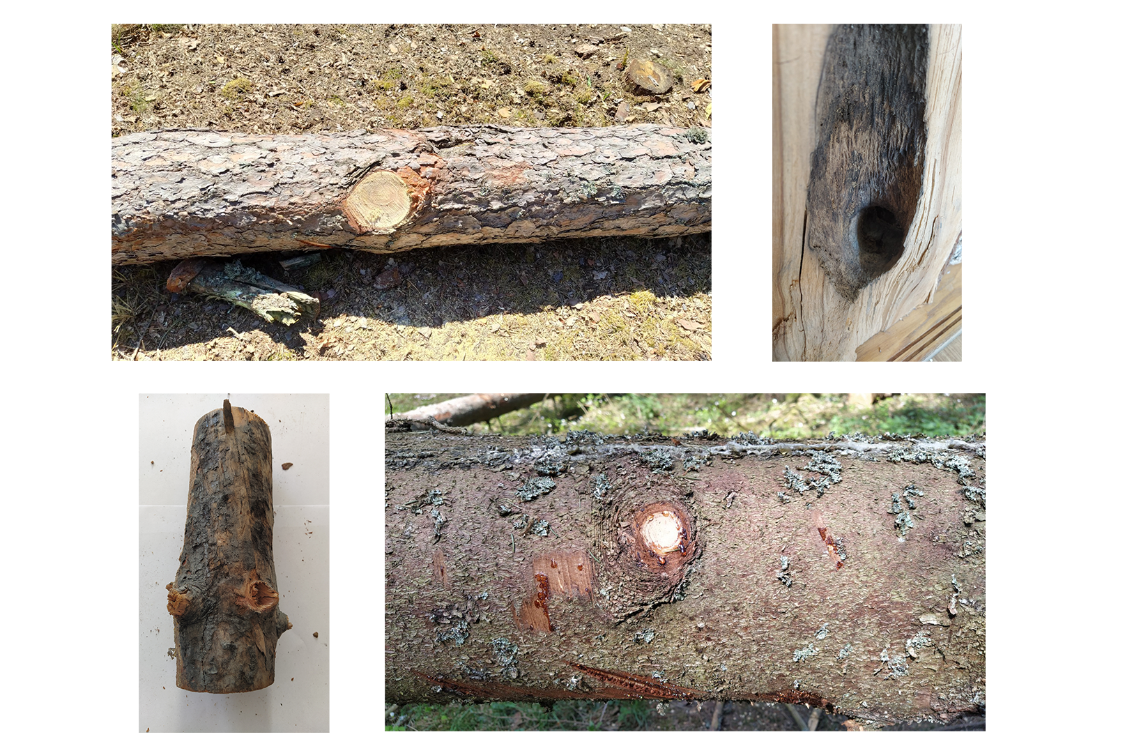 Ilustracja składa się z czterech zdjęć ukazujących sęki na drewnianych pniach.