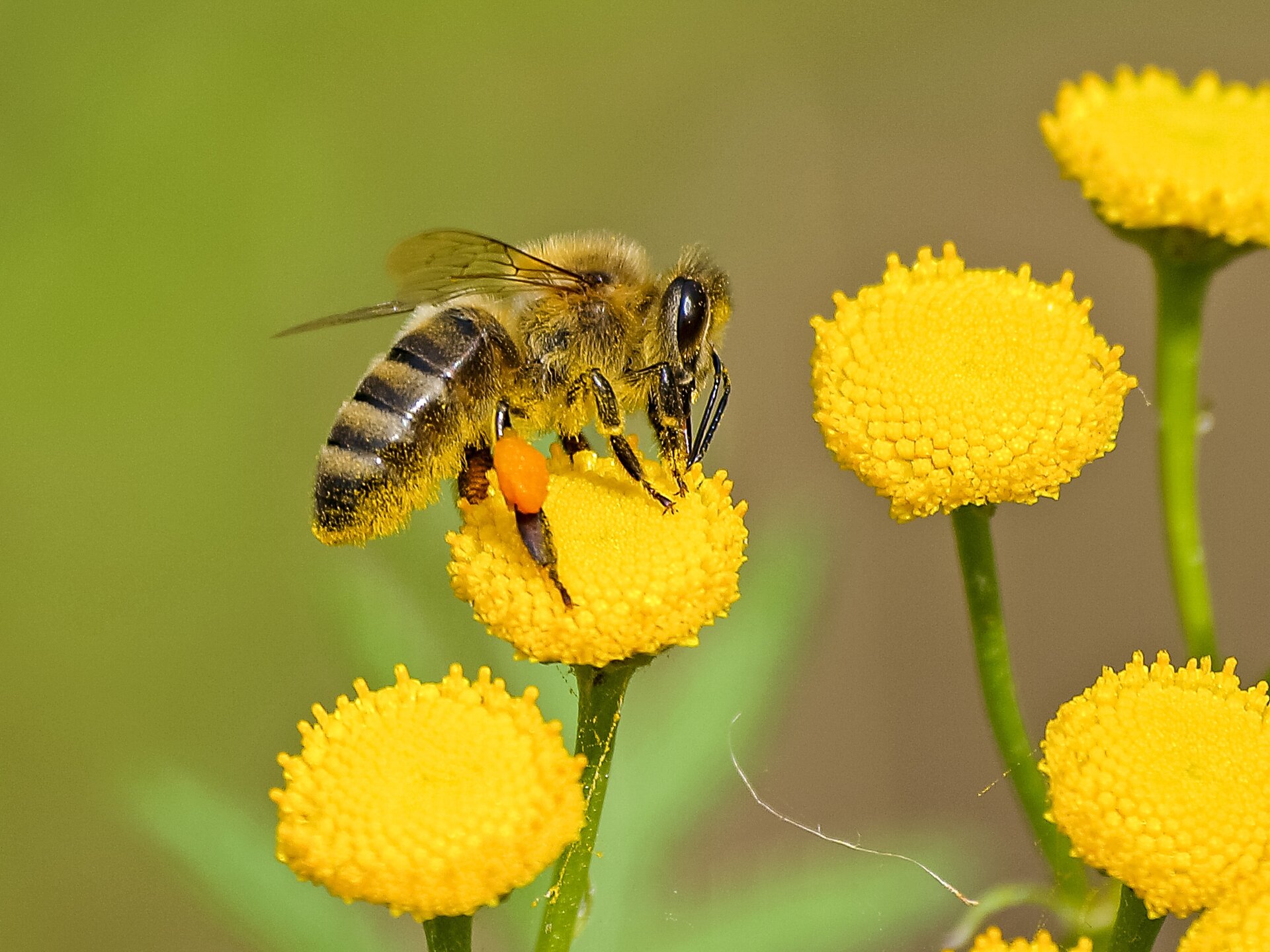 Zdjęcie przedstawia łąkę z żółtymi kwiatami oraz siedzącą pszczołę na jednym z nich. Na owadzie widoczny jest żółty pyłek a na jednym odnóżu przylepiona jest żółta kulka z pyłku kwiatowego. 