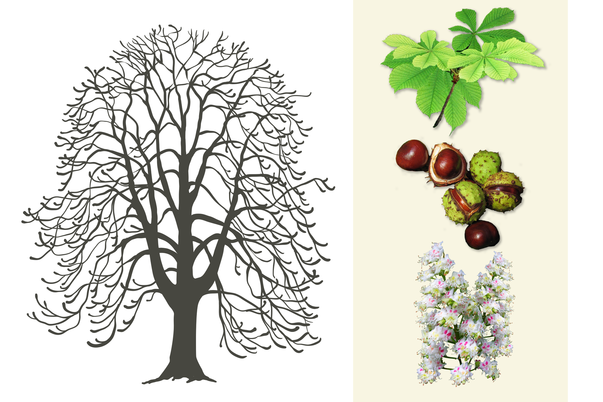 Ilustracja po lewej stronie przedstawia szarą sylwetkę kasztanowca. Jest on wysoki, korona przypomina kształtem dzwon. Gałęzie wyginają się w dół. Po prawej u góry gałązka z jasnozielonymi, dłoniastymi liśćmi. Niżej kilka brązowych kasztanów, w zielonych łupinach i bez nich. Na dole dwa wzniesione kwiatostany kasztanowca z licznymi białoróżowymi kwiatami.