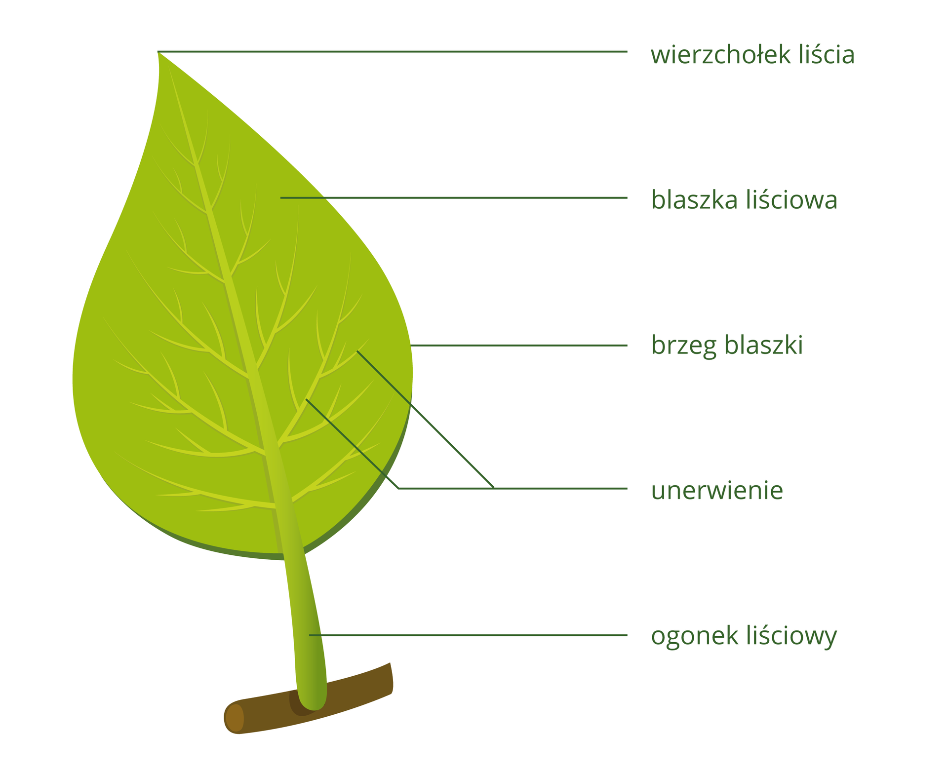 Na grafice widać rysunek liścia osadzonego na gałęzi. Duża, płaska powierzchnia liścia to blaszka liściowa. Jest ona przymocowana gałęzi ogonkiem liściowym. Krawędź blaszki to brzeg blaszki. Górny szczyt blaszki nazywa się wierzchołkiem liścia. Na blaszce widać jasnozielone cienkie linie, jest to unerwienie.