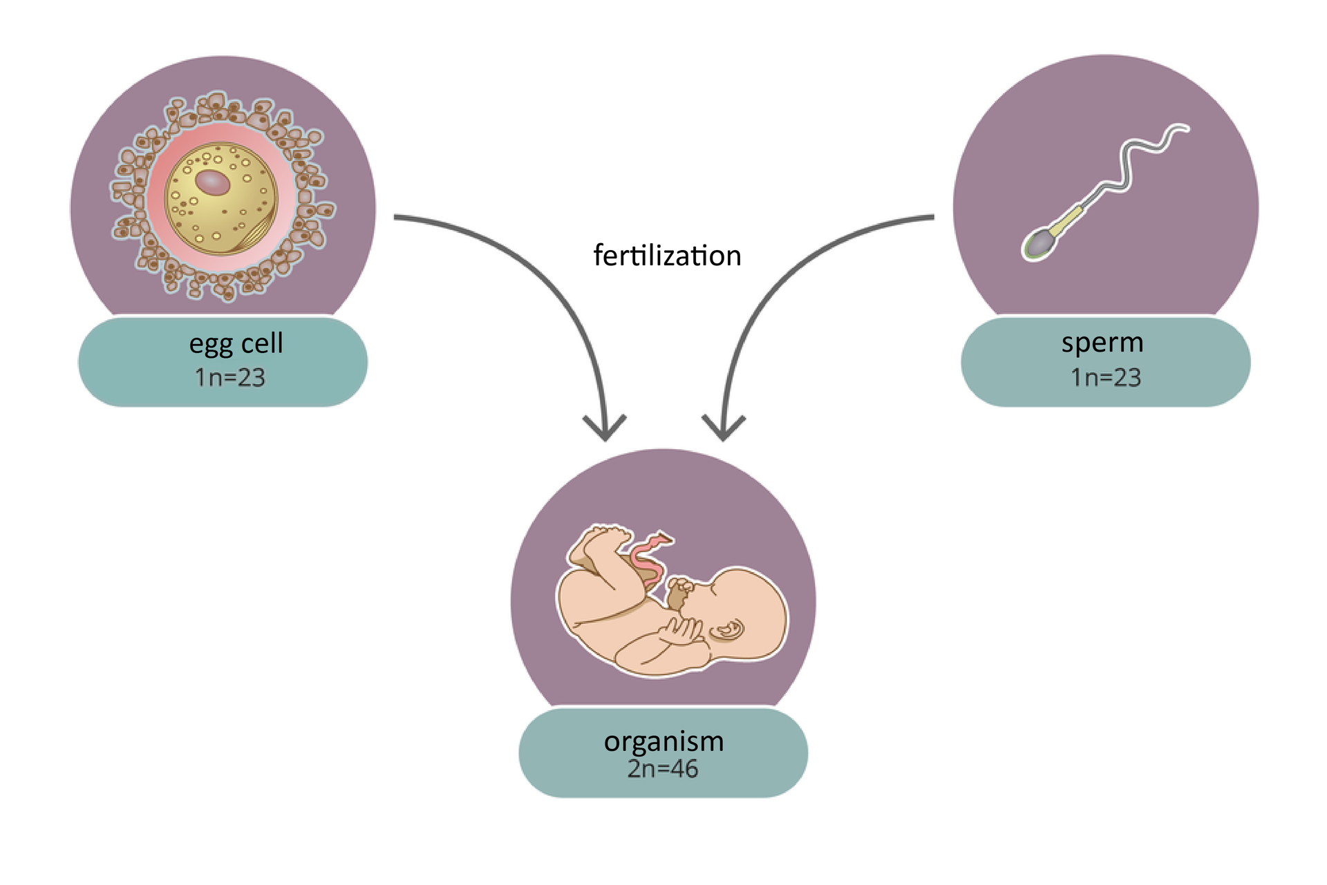 Ilustracja przedstawia schemat: Liczba chromosomów w gametach i organizmach, które z nich pochodzą. Po lewej stronie rysunek komórki jajowej (egg cell) oznaczonej 1n=23, po prawej stronie rysunek plemnika (sperm) oznaczony 1n=23 po których połączeniu na dole rysunku mamy rysunek płódu ludzkiego (organism) oznaczony 2n=46. Rysynki są przedstawione w fioletowych okręgach.