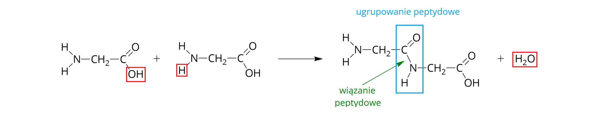 Grafika przedstawia równanie reakcji kondensacji dwóch cząsteczek glicyny. Zawiera wzory strukturalne cząsteczek. Pierwsze dwa wzory to dwie cząsteczki glicyny: od N odchodzą trzy wiązania pojedyncze w lewo na ukos w górę do H, w lewo na ukos w dół do H oraz poziomo do C H indeks dolny dwa koniec indeksu dolnego. Następnie wiązanie pojedyncze, C, wiązanie podwójne na ukos w górę O, od C drugie wiązanie, pojedyncze w dół, O H. Grupa O H zaznaczona czerwoną ramką. Plus, druga cząsteczka glicyny o takiej samej strukturze. W drugiej cząsteczce zaznaczone na czerwono H, znajdujące się na ukos w dół od N. Strzałka w prawo. Cząsteczka glicylo—glicyny o strukturze: od N odchodzą trzy wiązania pojedyncze: w lewo ukos w górę do H, w lewo na ukos w dół do H oraz poziomo do C H indeks dolny dwa koniec indeksu dolnego. Następnie wiązanie pojedyncze, C, wiązanie podwójne na ukos w górę O, od C drugie wiązanie, pojedyncze w dół do N, od N wiązanie pojedyncze na ukos w dół do H, od N kolejne wiązanie pojedyncze poziomo, C H indeks dolny dwa koniec indeksu dolnego, wiązanie pojedyncze, C, wiązanie podwójne na ukos w górę O, od C drugie wiązanie, pojedyncze w dół, O H. W cząsteczce glicylo—glicyny niebieską ramką zaznaczono ugrupowanie peptydowe, na które składają się atomy: C, O, N i H. W ugrupowaniu tym, zieloną strzałką wskazano wiązanie peptydowe, czyli wiązanie pomiędzy atomem C, a atomem N. Następnie plus, H, indeks dolny dwa koniec indeksu dolnego, O, czyli cząsteczka wody oznaczona czerwoną ramką.