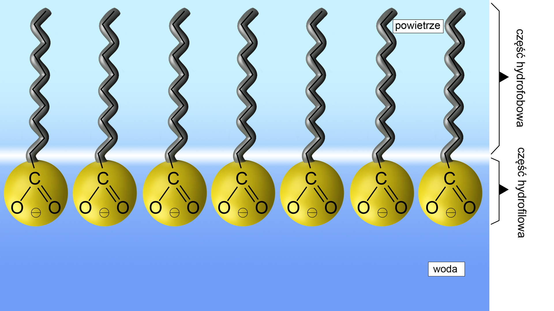 Zdjęcie przedstawiające ułożenie jonów mydła względem wody i powietrza. W dolnej części znajduje się woda, w której zanurzone są hydrofilowe "głowy", to znaczy grupy COO-. Ponad powierzchnię wody wystają zaś grupy hydrofobowe, tak zwane "ogony" składające się z długich łańcuchów węglowodorowych.