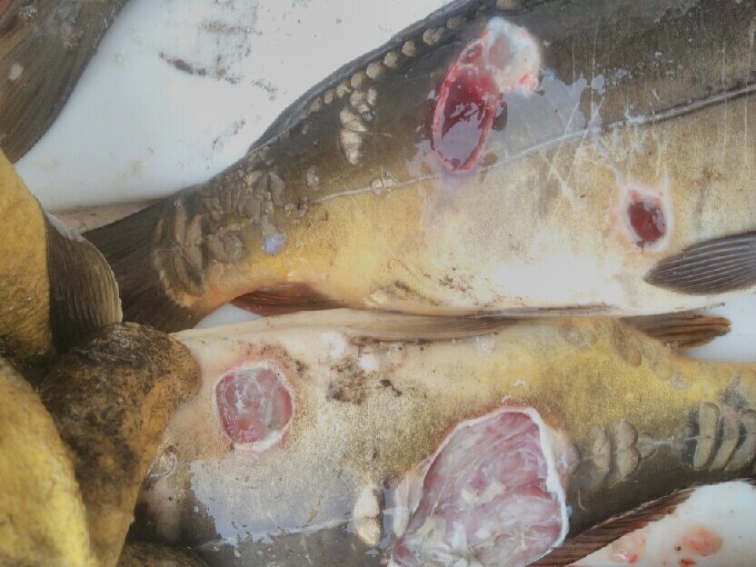 Zdjęcie przedstawia objawy erytrodermatozy karpi. Na bokach ciała ryb widoczne są okrągławe krwiste owrzodzenia. Niektóre pokryte są białym nalotem.