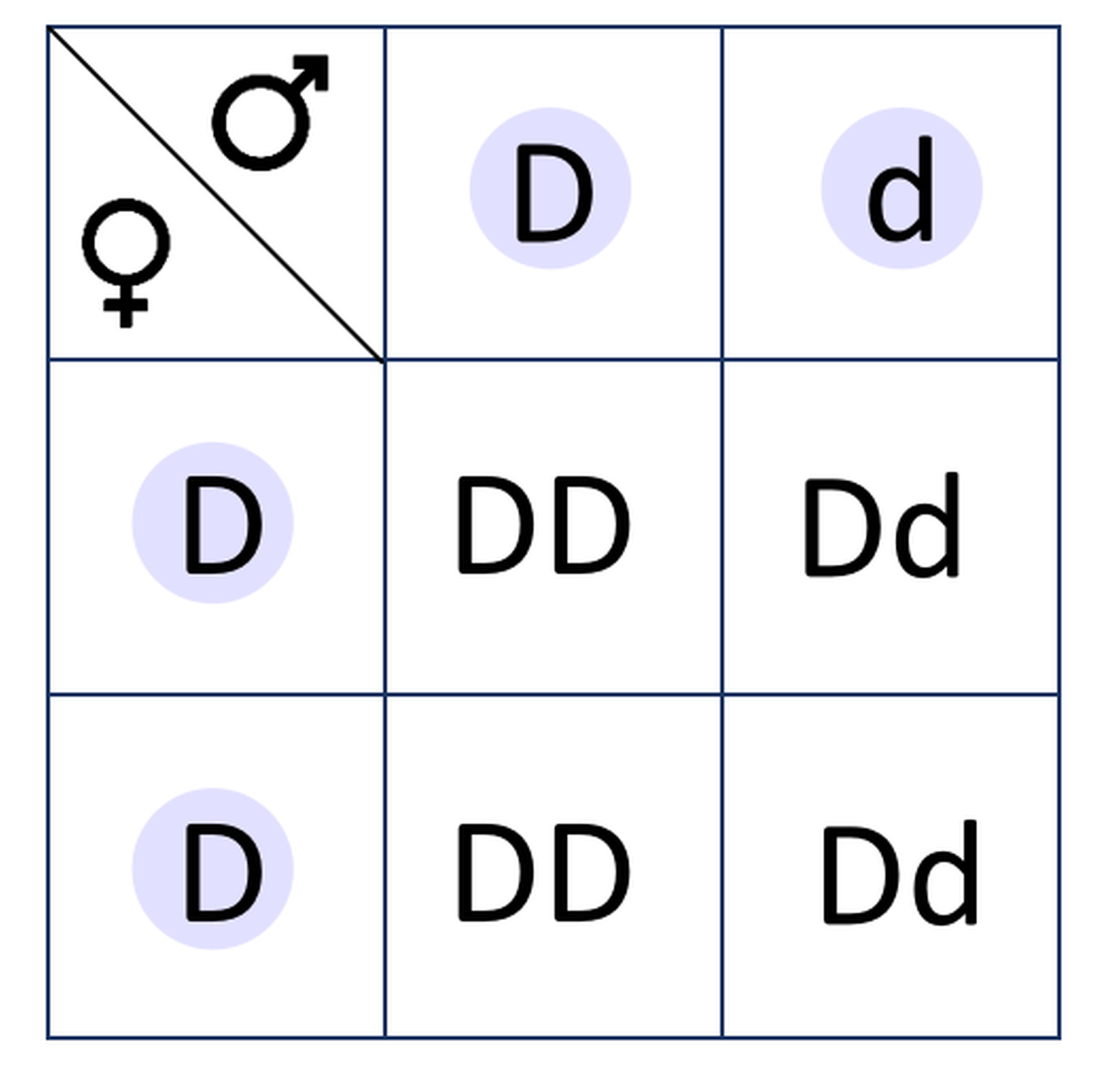 Na grafice ukazana jest krzyżówka genetyczna. Tabelka ma trzy wiersze i trzy kolumny. W pierwszym wierszu pierwszej kolumny ukazany jest symbol kobiety i mężczyzny. W drugim i trzecim wierszu pierwszej kolumny zapisane są gamety wytwarzane przez kobietę, czyli literki "D". W drugiej kolumnie pierwszego wiersza jest gameta wytwarzana przez mężczyznę "D". W trzeciej kolumnie pierwszego wiersza jest gameta wytwarzana przez mężczyznę "d". W drugiej kolumnie drugiego wiersza jest "DD". W trzeciej kolumnie drugiego wiersza jest "Dd". W drugiej kolumnie trzeciego wiersza jest "DD". W trzeciej kolumnie trzeciego wiersza jest "Dd".